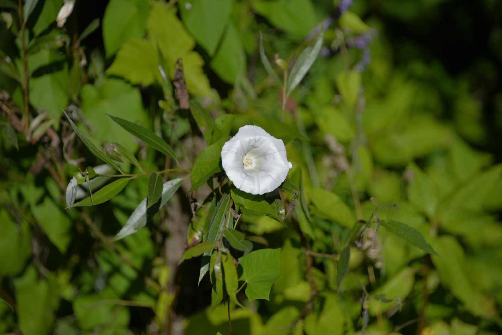 Nikon D610 sample photo. Bindweed, white flowers, summer photography