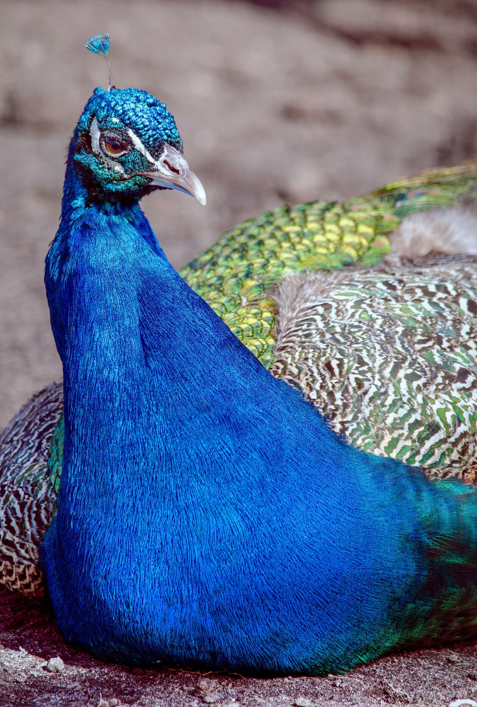 Nikon D7000 sample photo. Peacock, bird, color photography