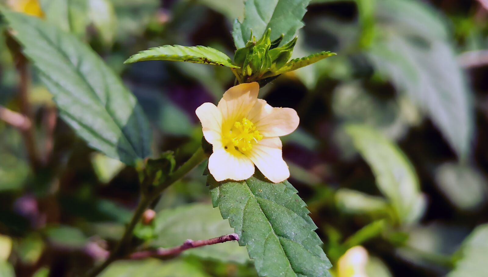 Xiaomi Redmi Note 8 Pro sample photo. Blossom, flower, nature photography