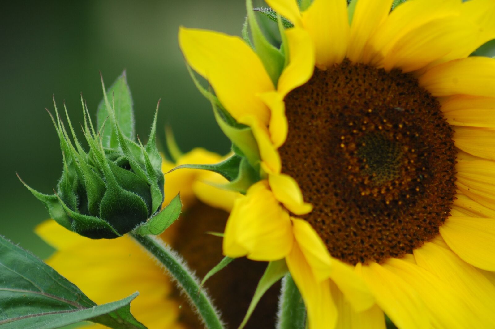 Nikon D70s sample photo. Sunflower, garden, flower photography