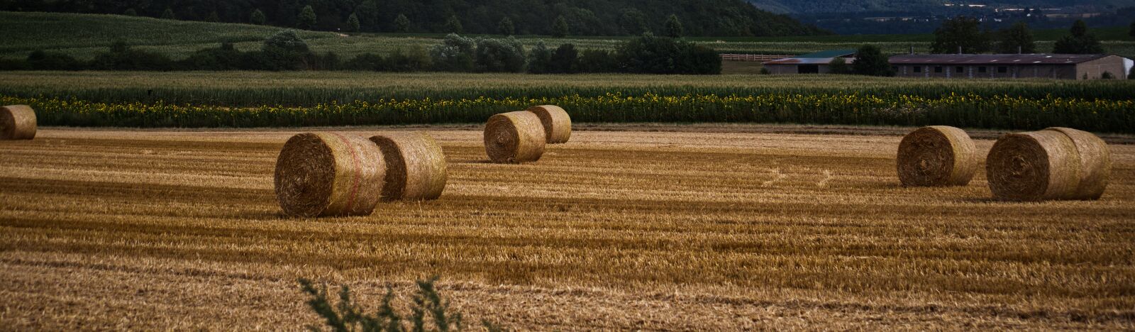 Nikon D5500 sample photo. Straw, straw bales, round photography