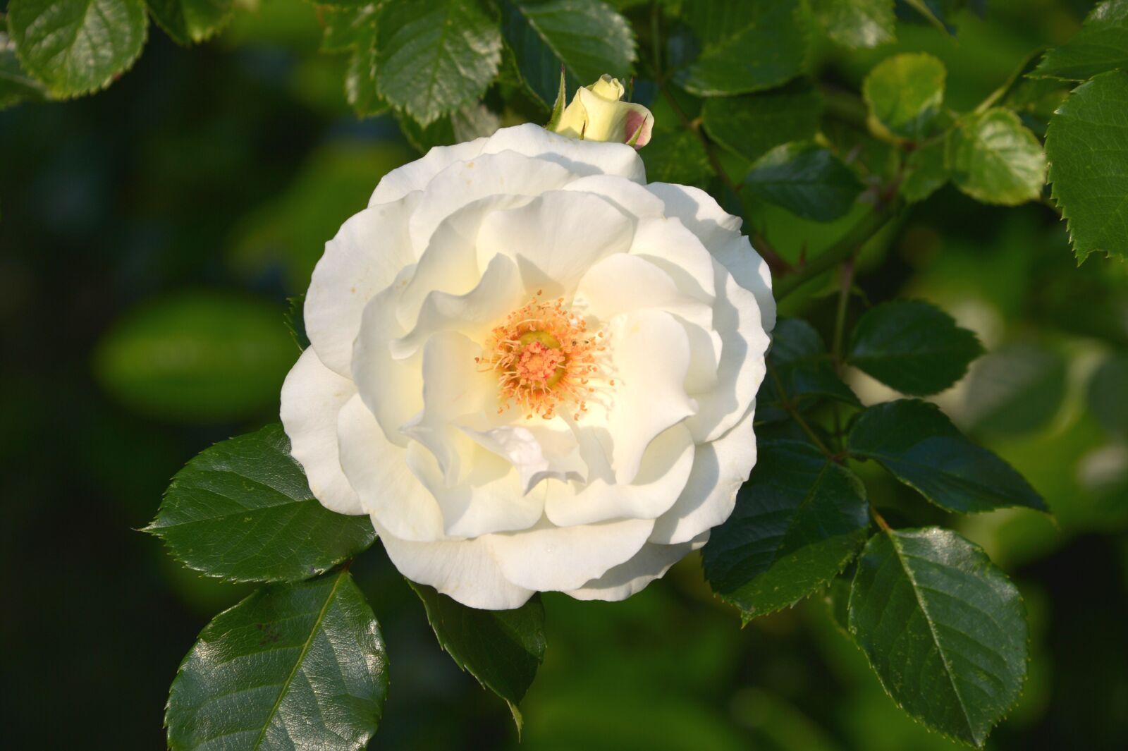 Nikon Df sample photo. Inner wheel rose, inner photography