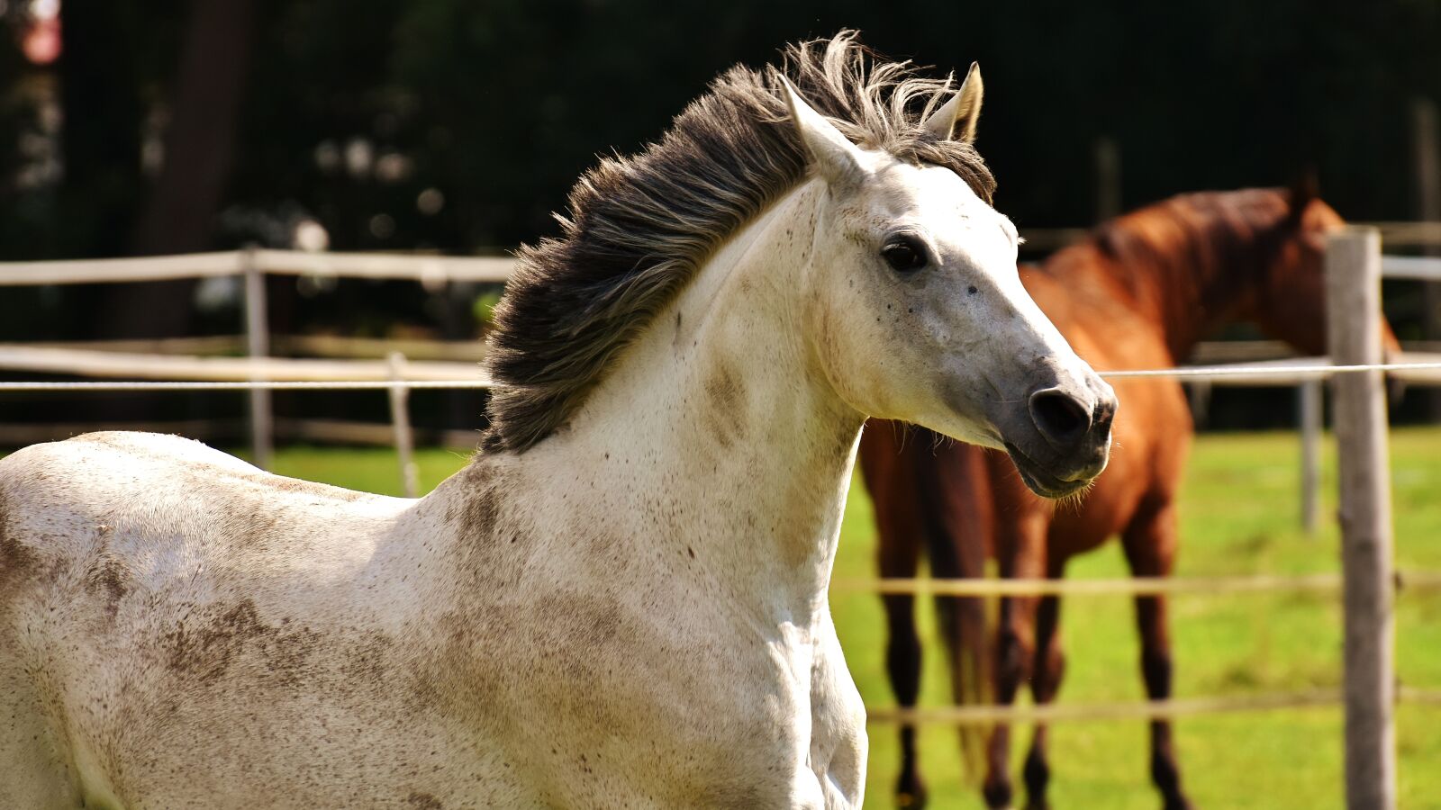 Nikon D7200 sample photo. Horse, mold, pony photography