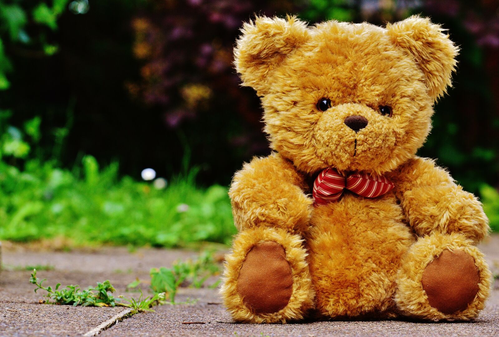 Nikon D3200 sample photo. Teddy, plush, cute photography