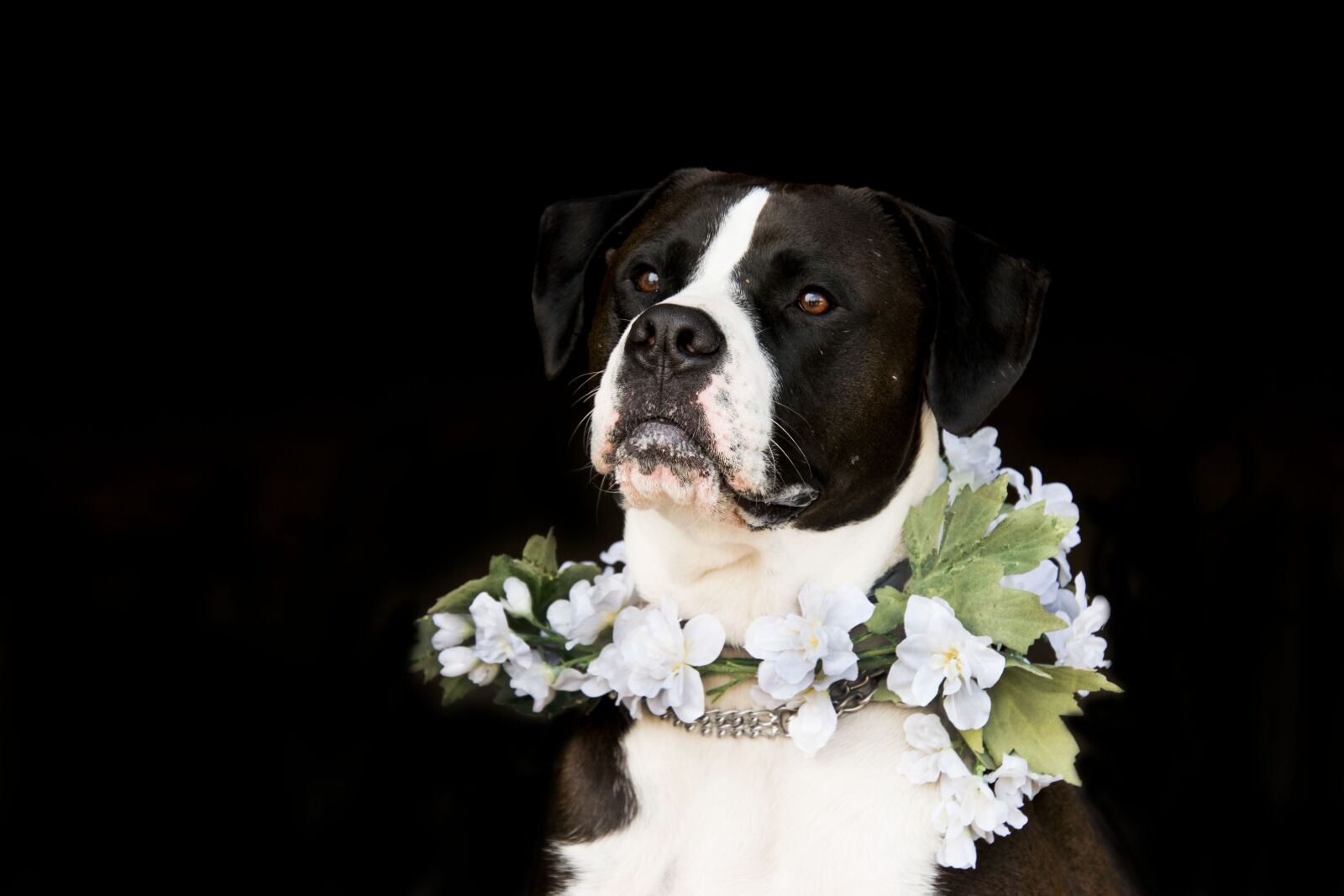 Nikon D3300 sample photo. Dog, mammal, portrait photography
