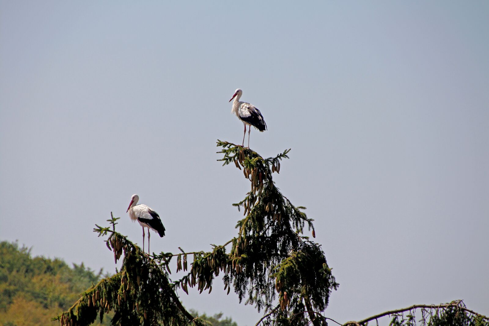 Canon EOS 650D (EOS Rebel T4i / EOS Kiss X6i) sample photo. Storks, bird, rattle stork photography