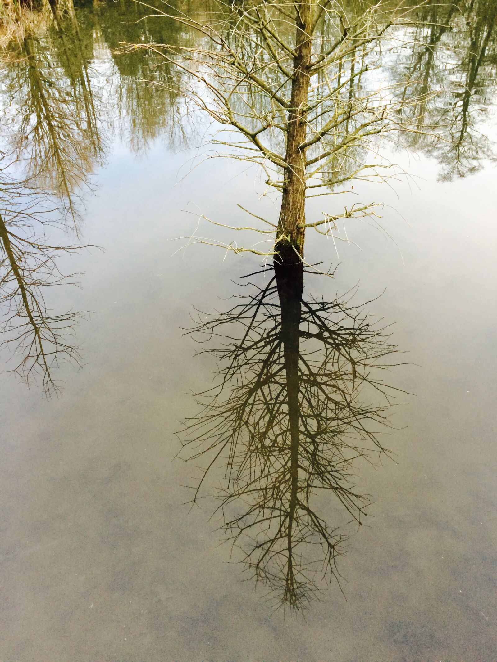 Apple iPhone 5s sample photo. Mirror, mirroring, trees photography