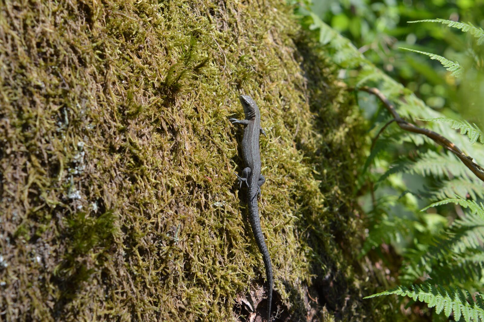 Nikon D3200 sample photo. The lizard, amphibian, gad photography