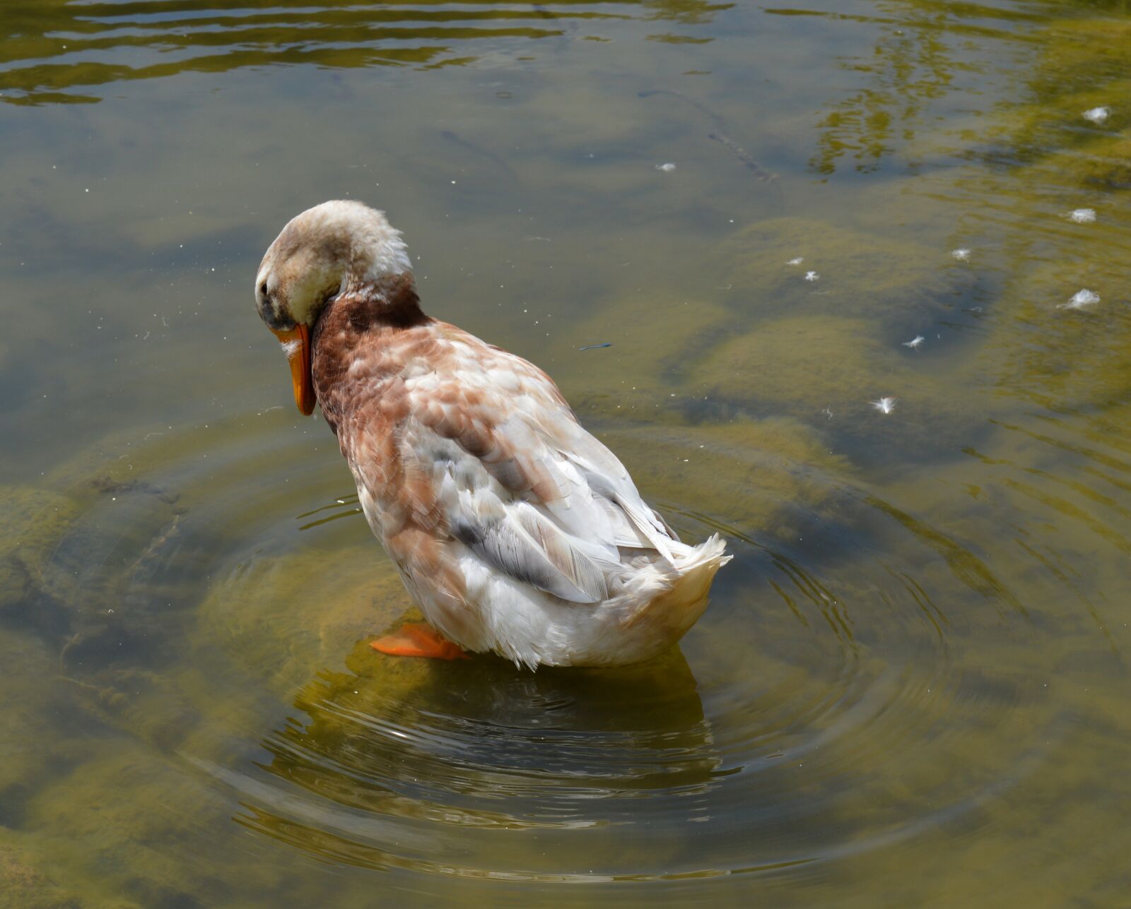 Nikon D3200 sample photo. Duck, anatidae, duck bird photography