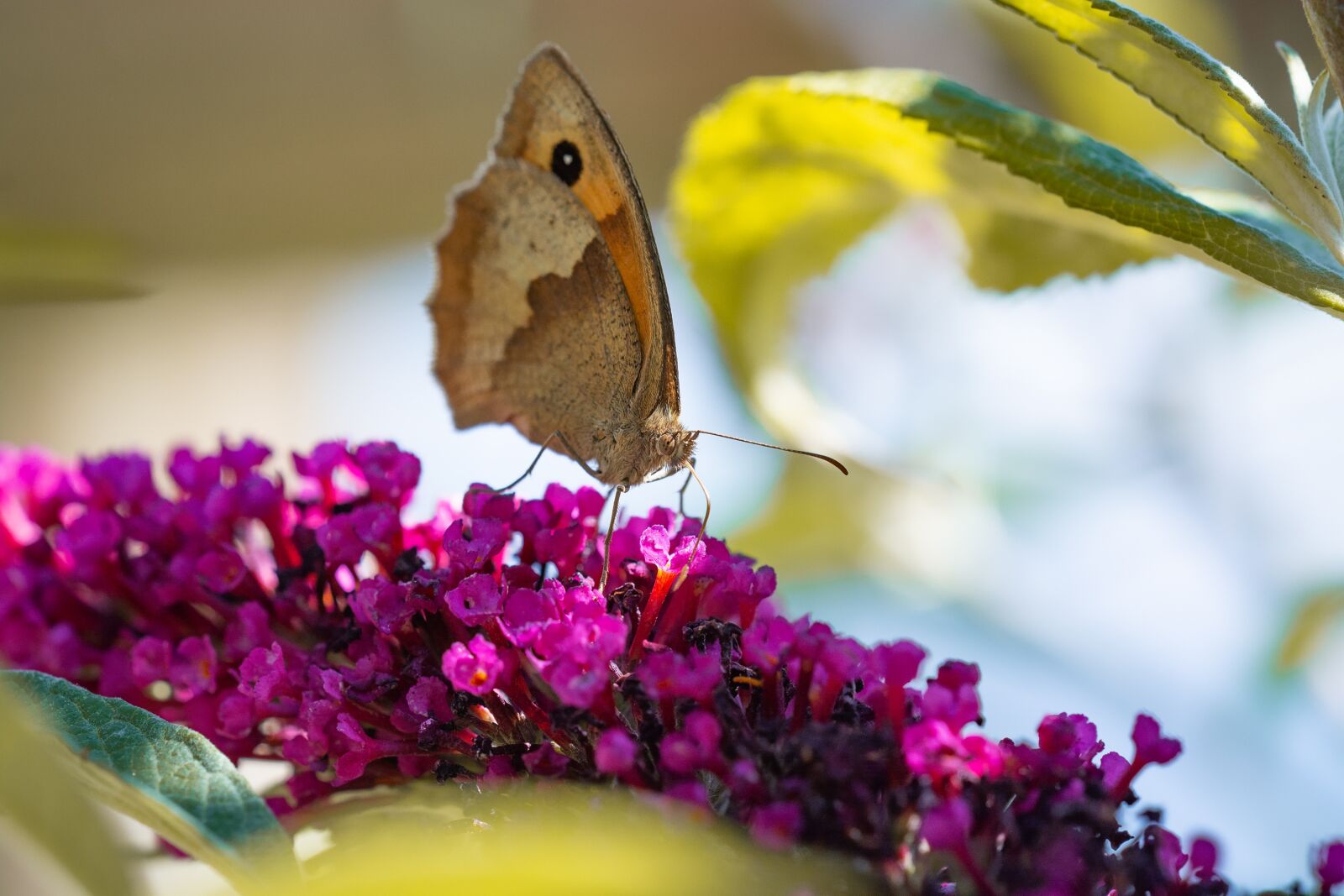 Nikon D7100 sample photo. Butterfly, lycaon, edelfalter photography