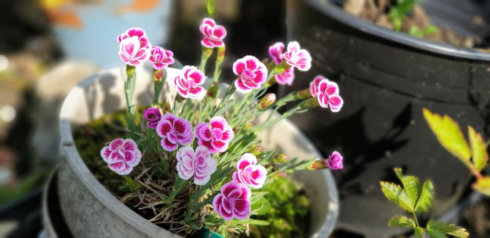 Samsung Galaxy Note9 sample photo. Flowers, pink, pretty photography