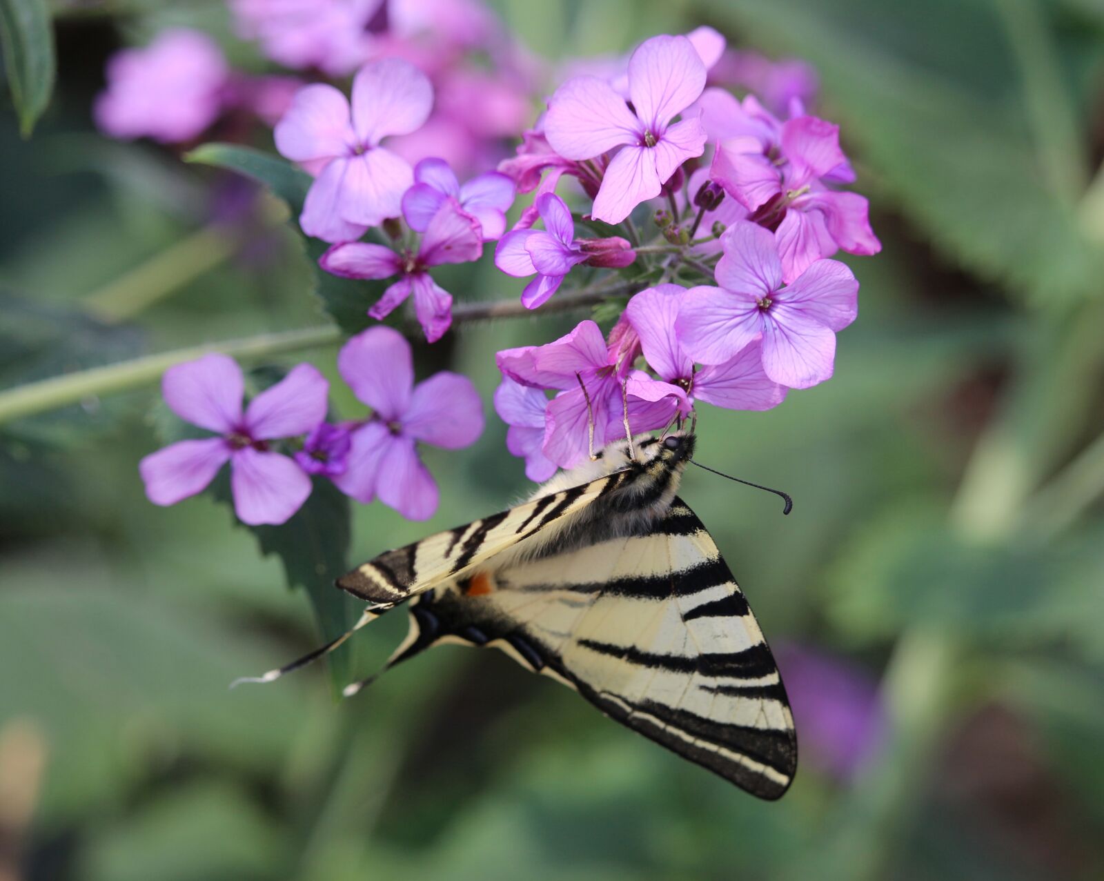 Canon EOS 700D (EOS Rebel T5i / EOS Kiss X7i) sample photo. Lilac, purple, violet photography
