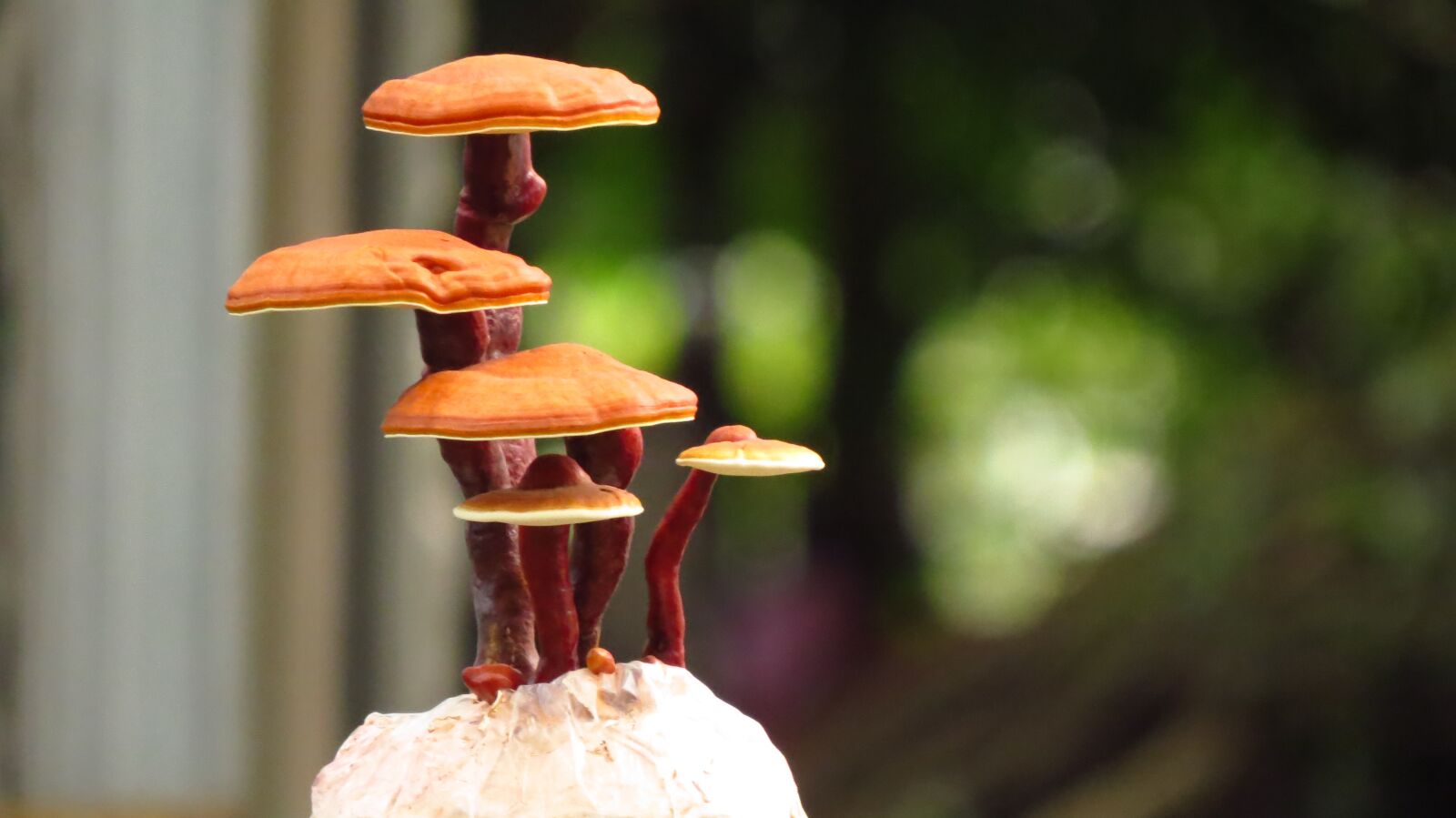 Canon PowerShot SX50 HS sample photo. Ganoderma lucidum bonsai, reishi photography
