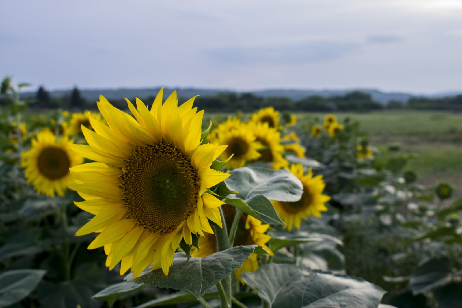 Nikon D3300 sample photo. Sunflower, yellow, summer photography