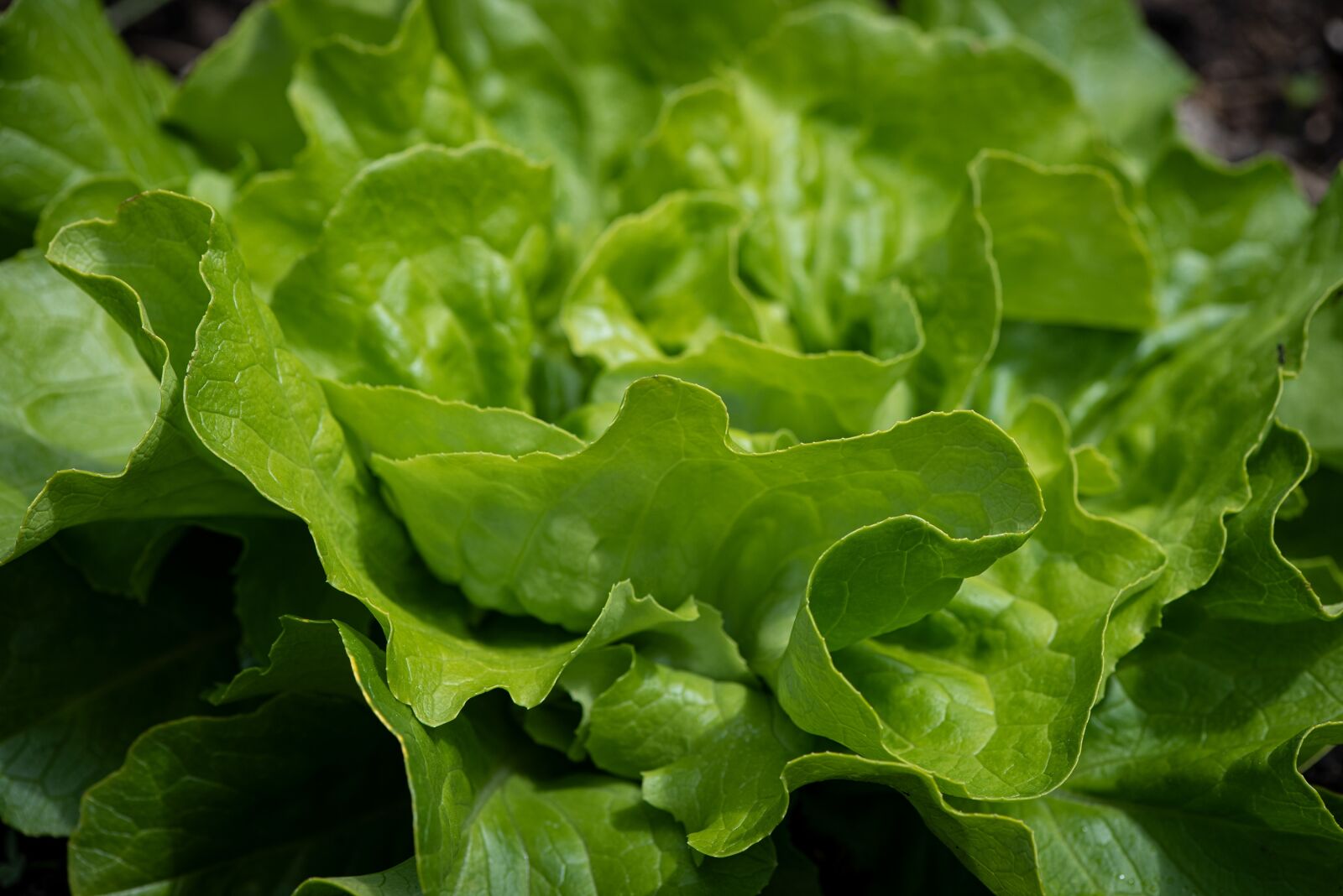 Nikon D750 sample photo. Lettuce, green, lettuce leaves photography