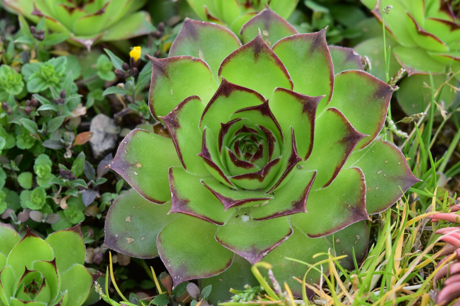 Nikon D5600 sample photo. Plant, green plant, cactus photography