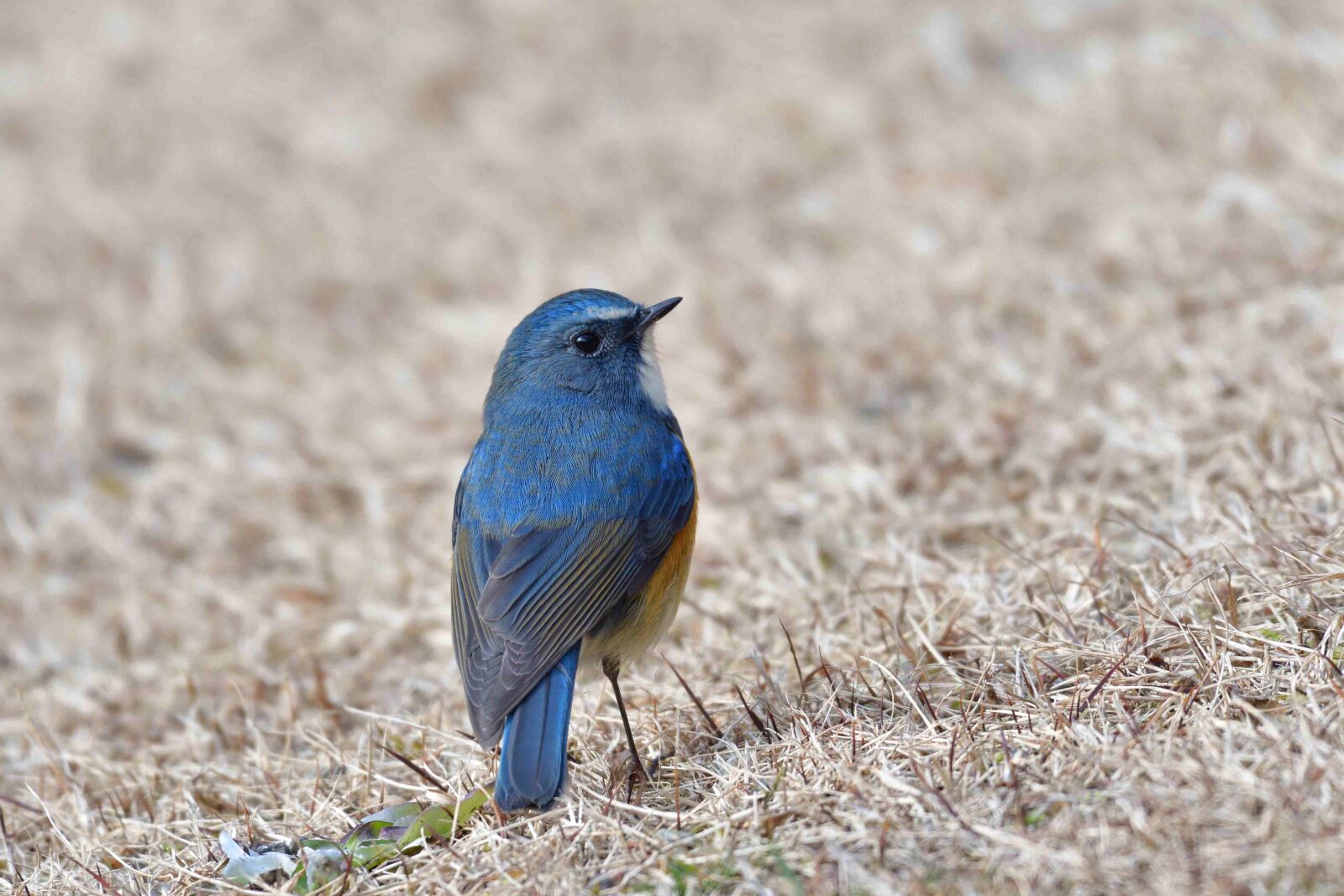 Nikon D500 sample photo. Bird, natural, wild animals photography