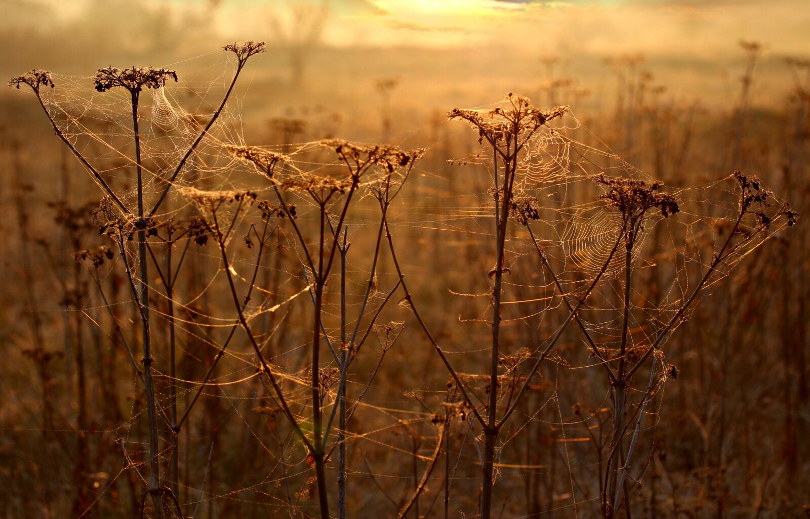 Canon EF-S 60mm F2.8 Macro USM sample photo. The haze, cobwebs, autumn photography