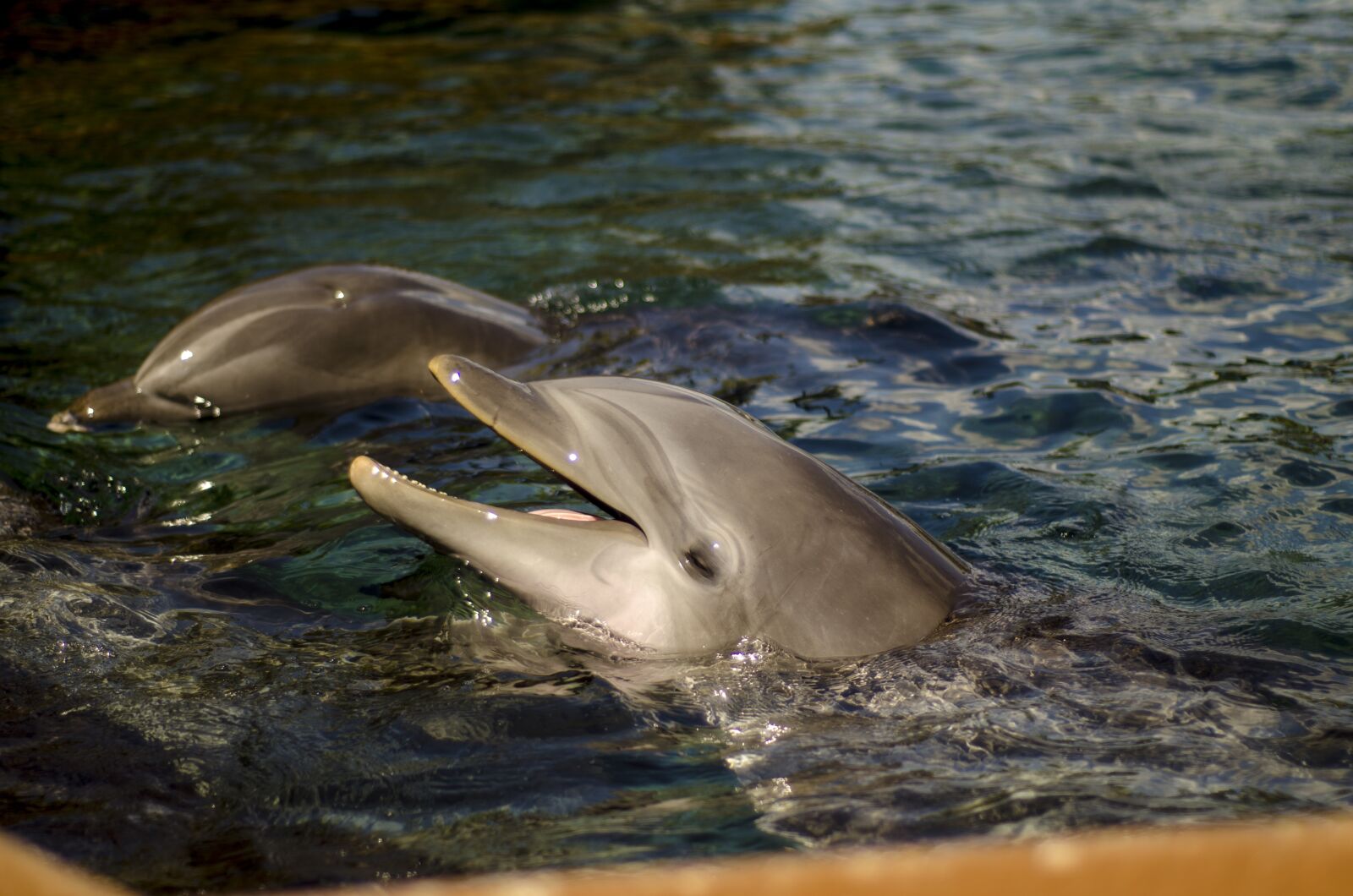 Nikon D7000 sample photo. Dolphin, water, swim photography