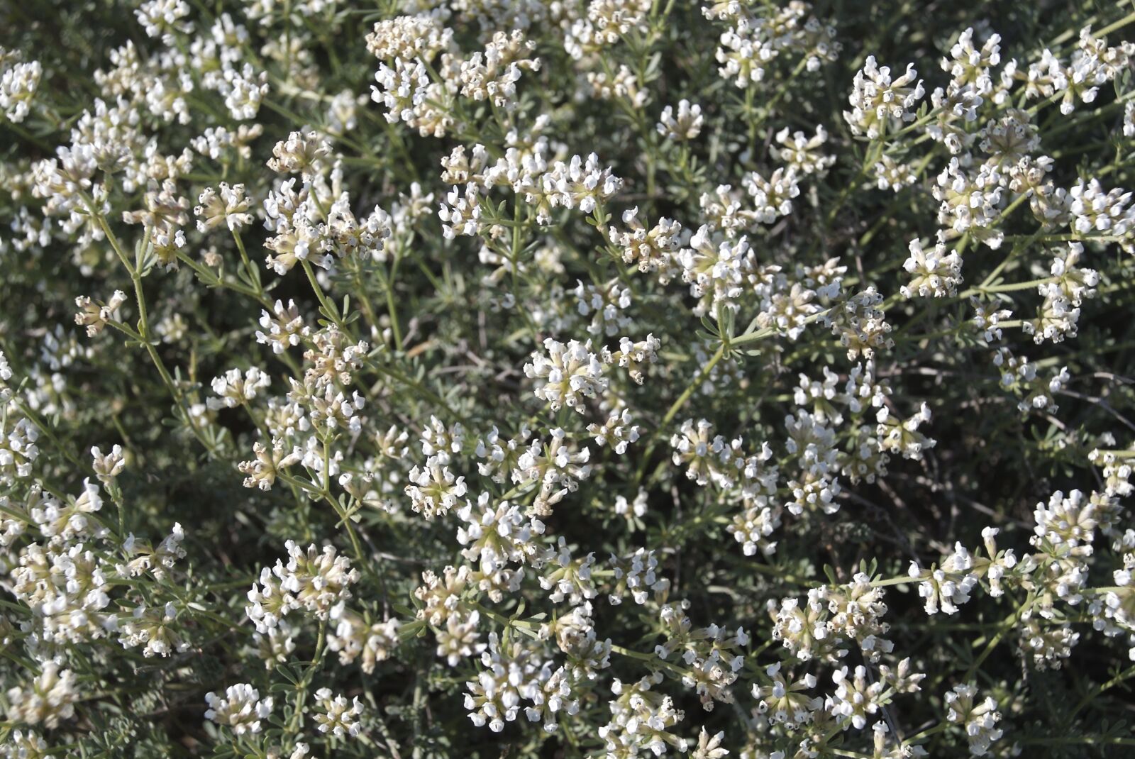 Nikon D40X sample photo. White flowers, mediterranean vegetation photography