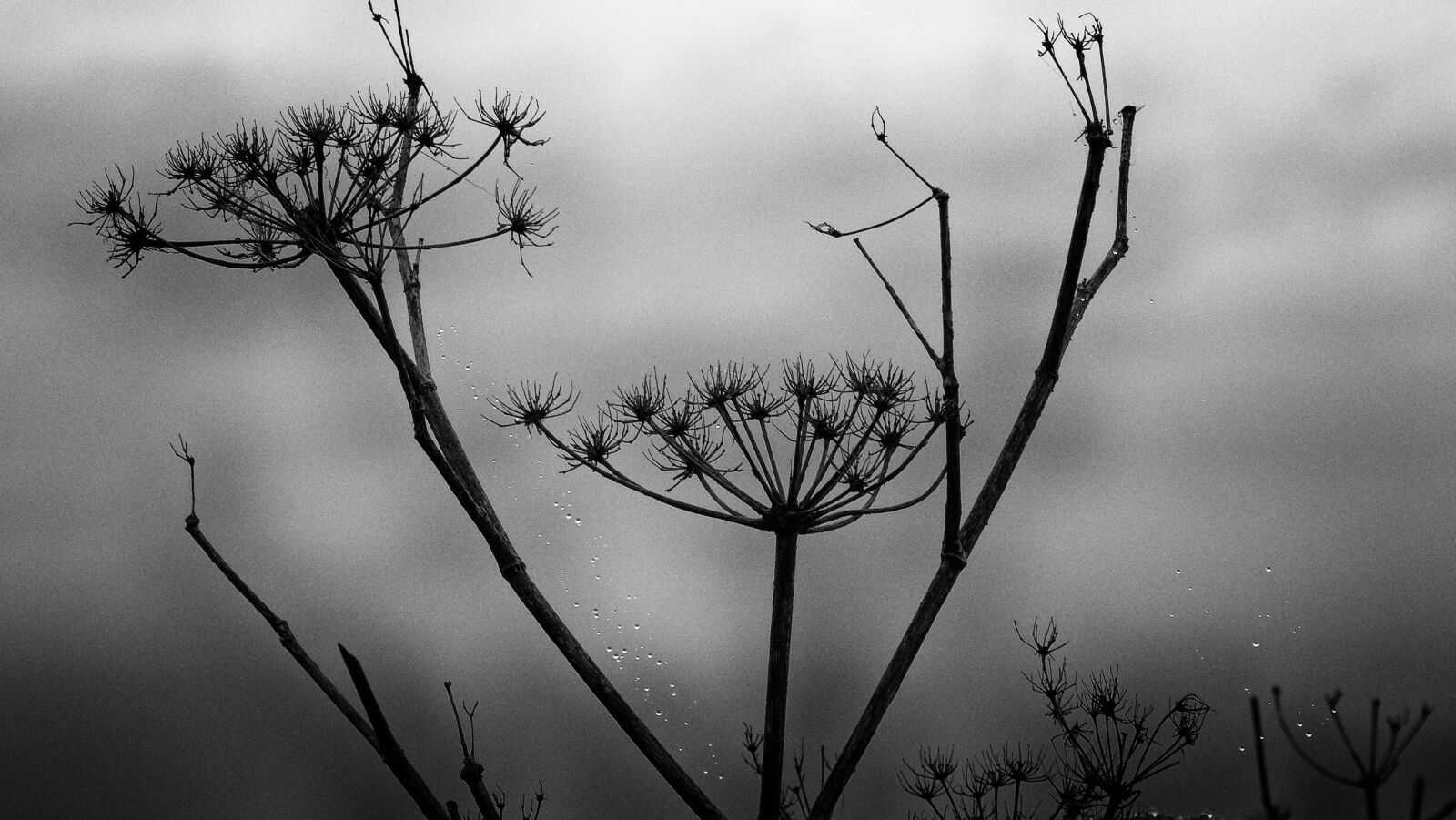 Sony Cyber-shot DSC-HX300 sample photo. Black and white, mood photography