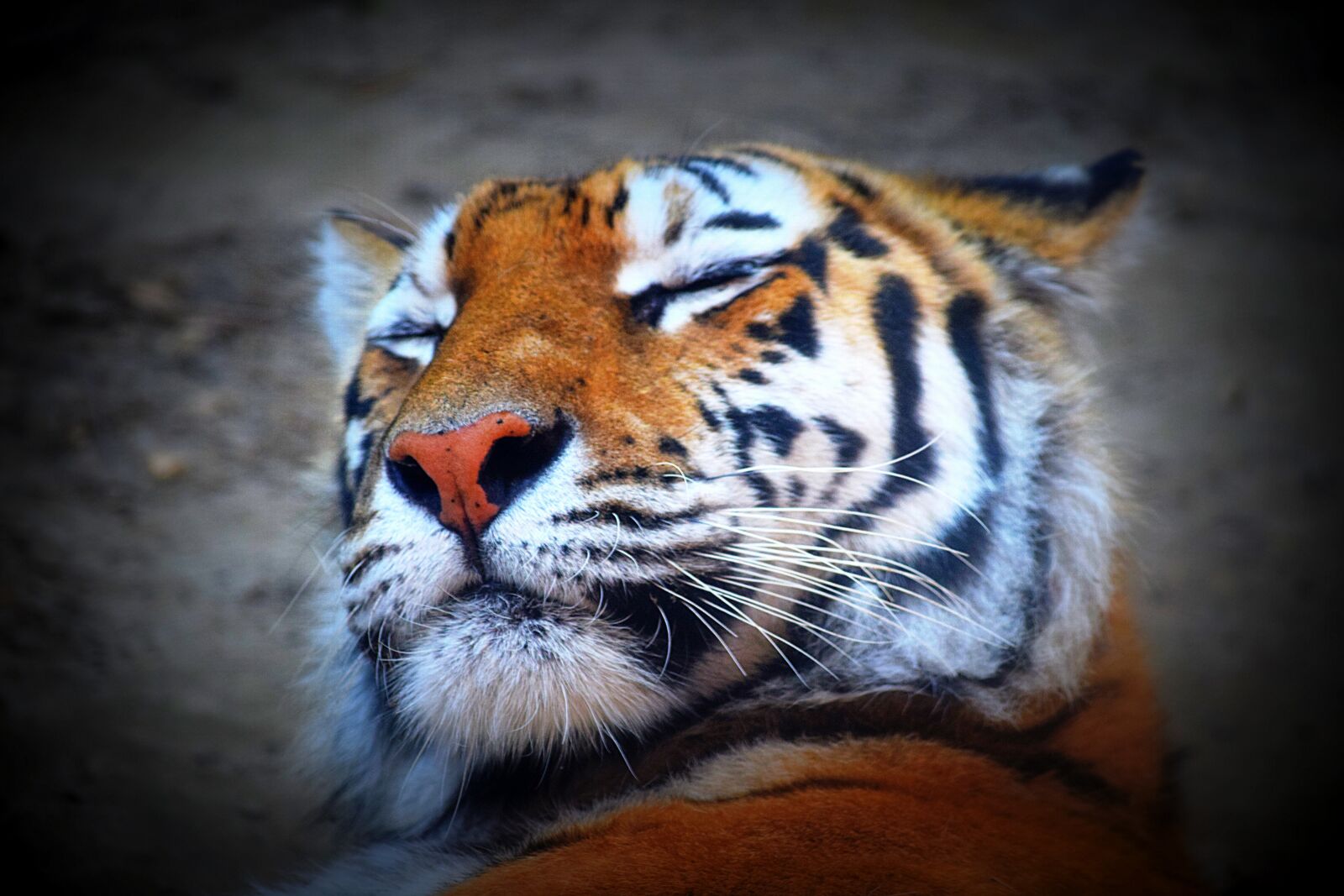 Nikon D3300 sample photo. Tiger, feline, predator photography