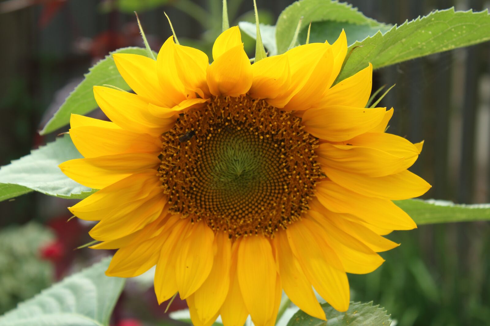 Canon EOS 1300D (EOS Rebel T6 / EOS Kiss X80) sample photo. Sunflower, macro, nature photography