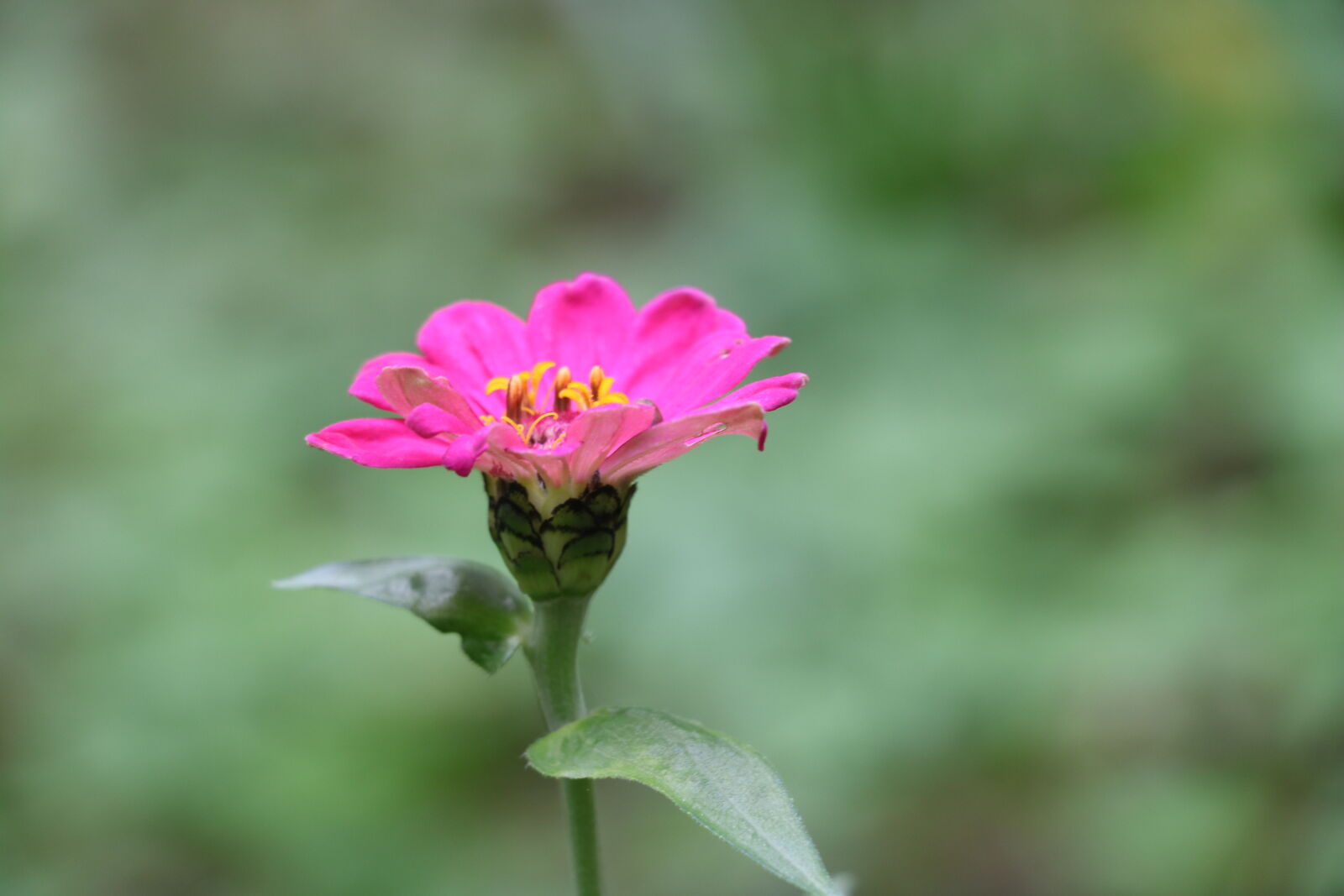 Canon EOS 760D (EOS Rebel T6s / EOS 8000D) sample photo. Close, up, of, pink photography