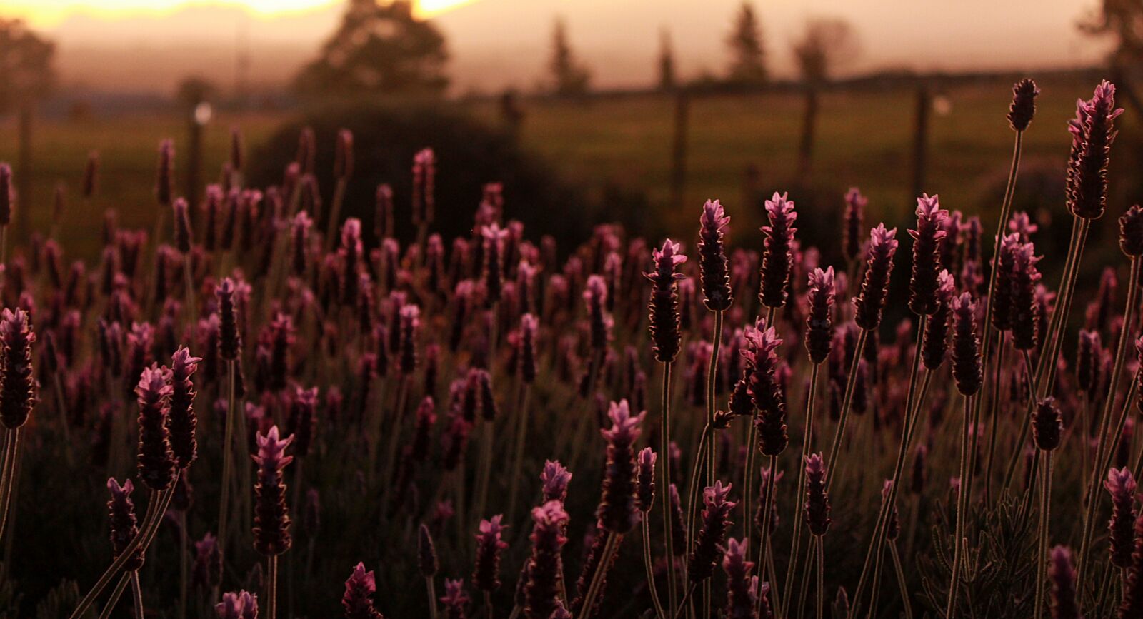 Canon EOS 550D (EOS Rebel T2i / EOS Kiss X4) sample photo. Evening, nature, lavender photography