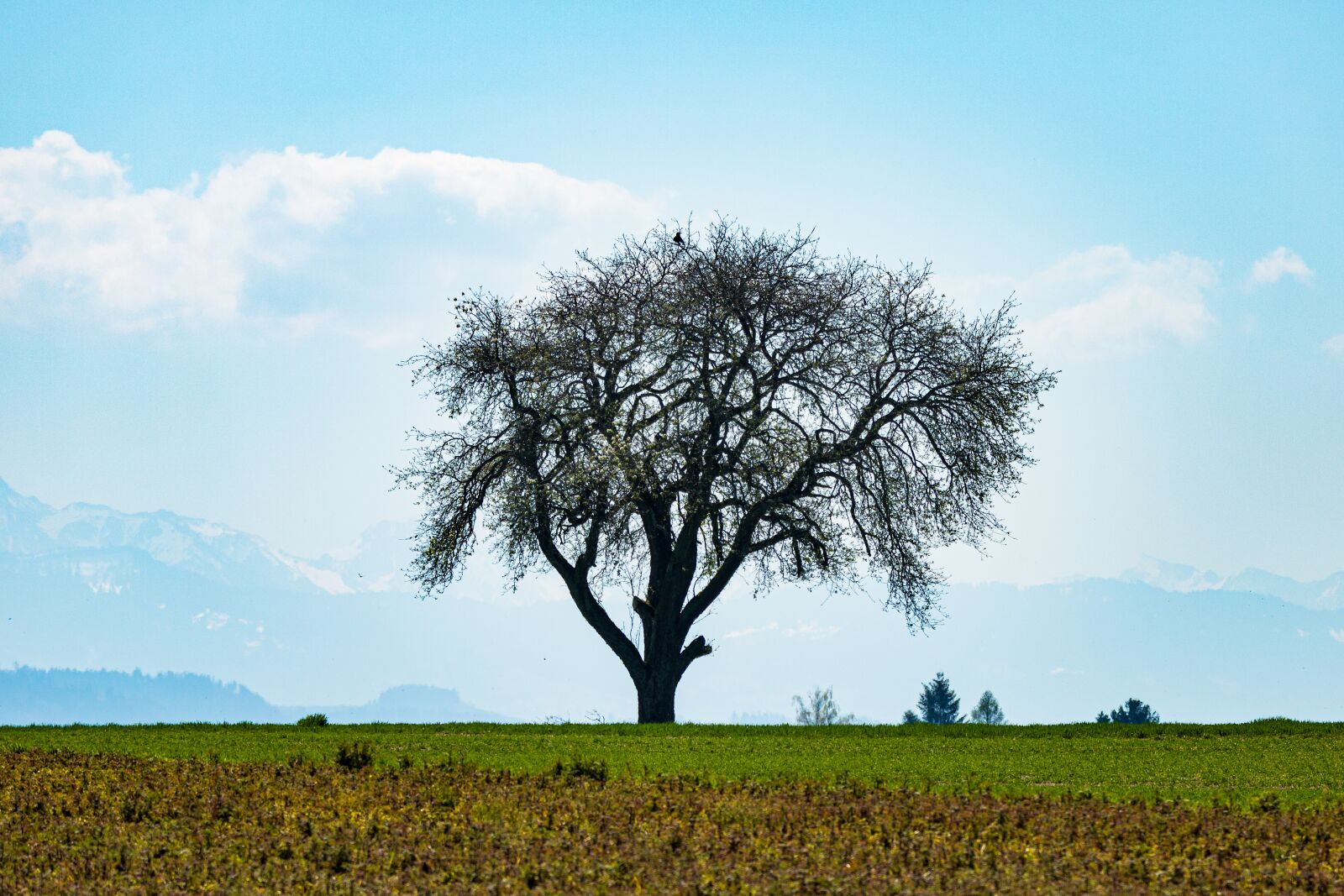 Canon EOS 6D Mark II sample photo. Tree, individually, lonely photography