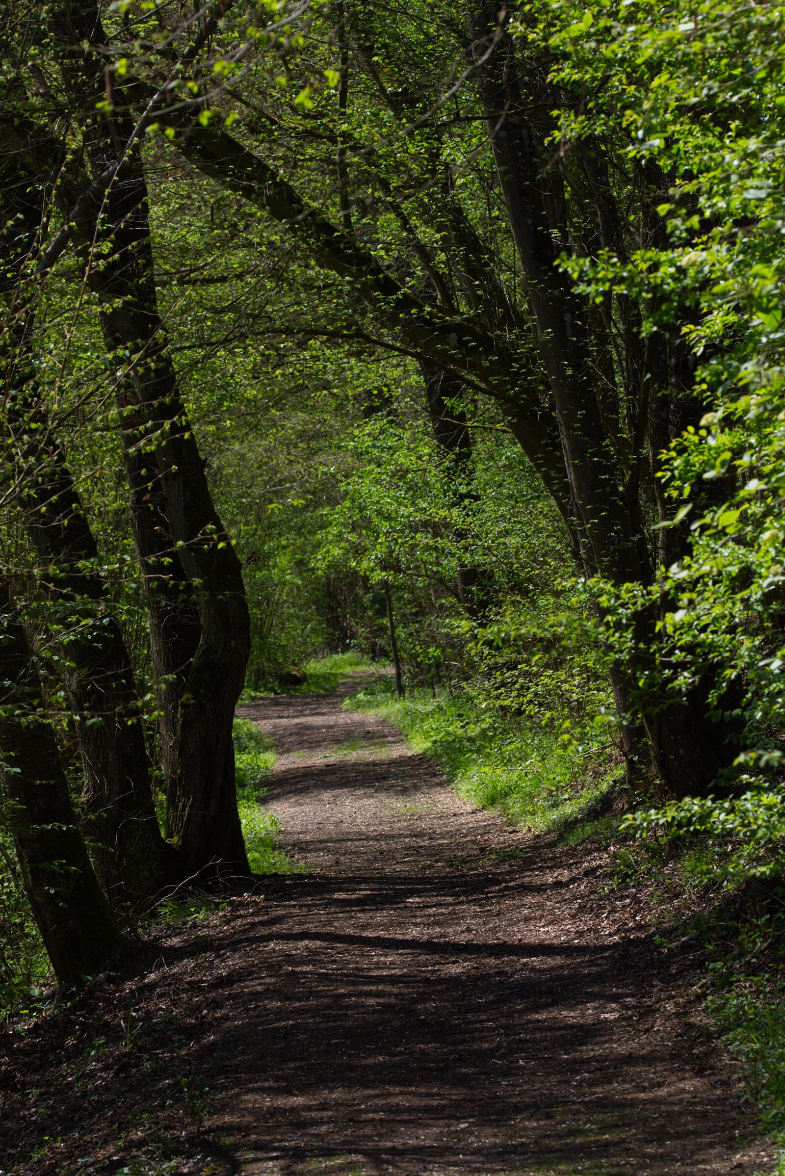 Nikon D5500 sample photo. Away, trees, nature photography