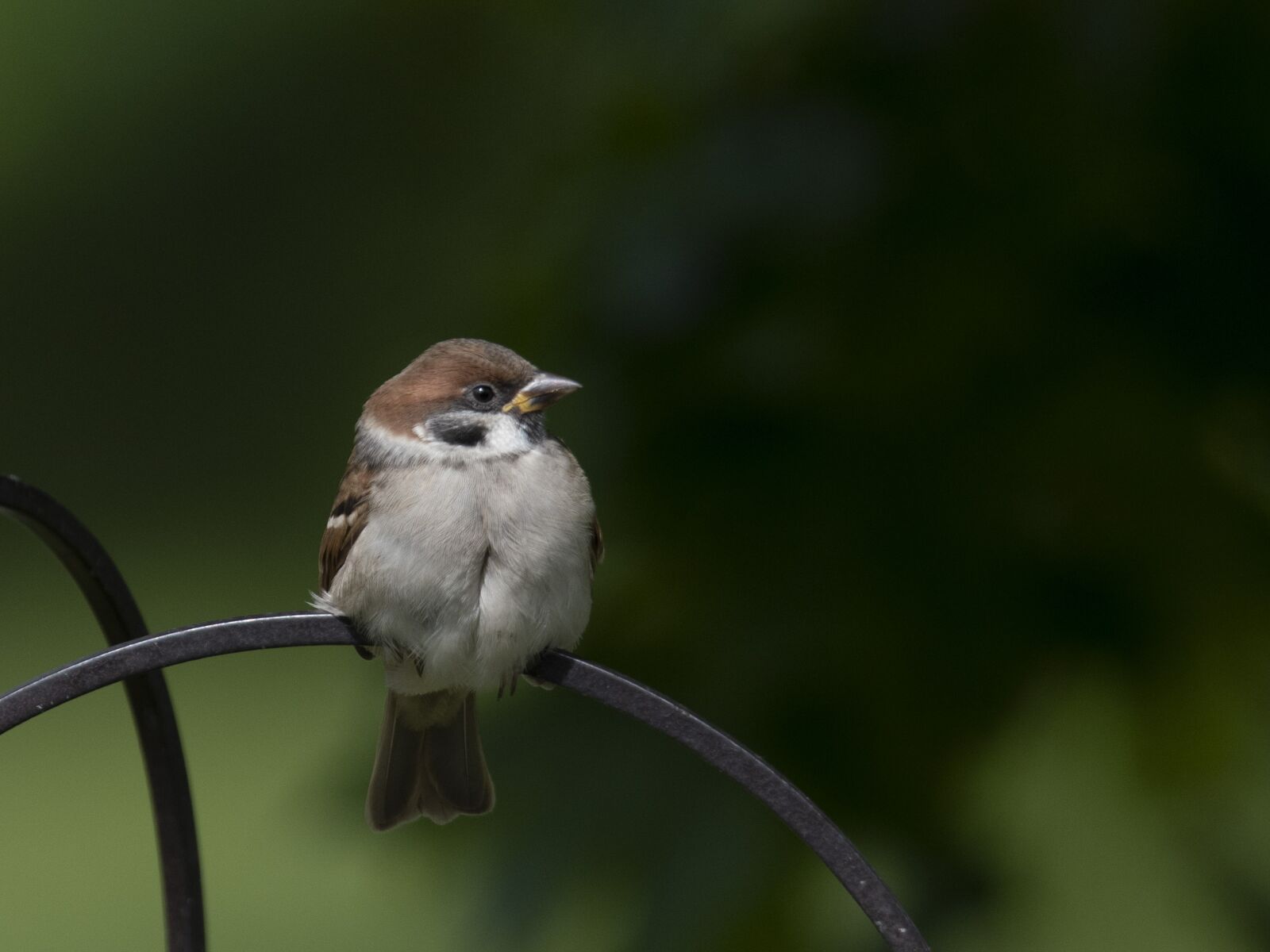 Nikon D500 sample photo. Sparrow, bird, wild photography