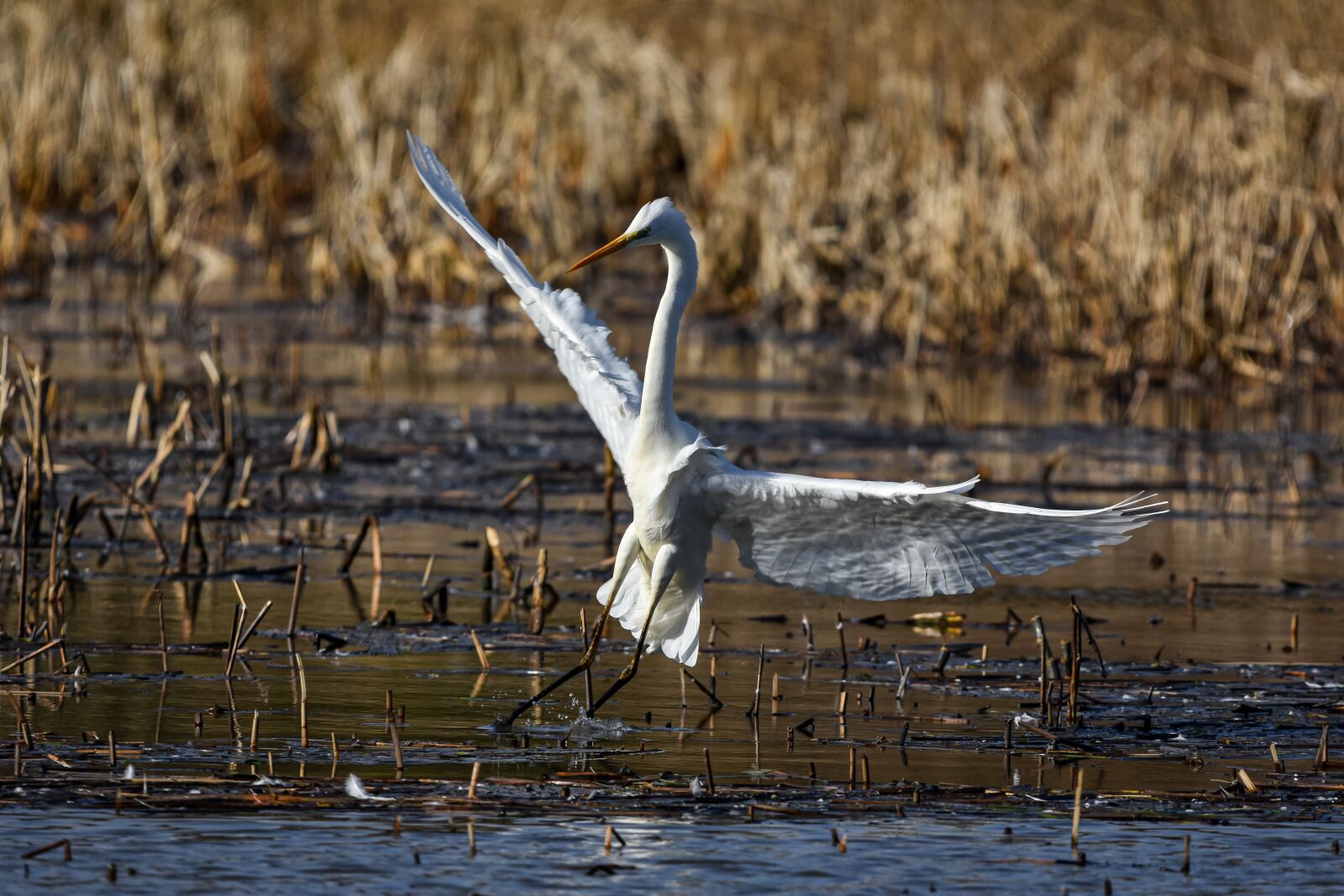 Nikon D7200 sample photo. Animal, pond, water photography