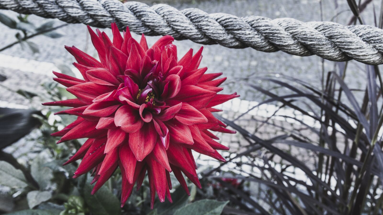 Canon EOS 650D (EOS Rebel T4i / EOS Kiss X6i) sample photo. Color key, red flower photography