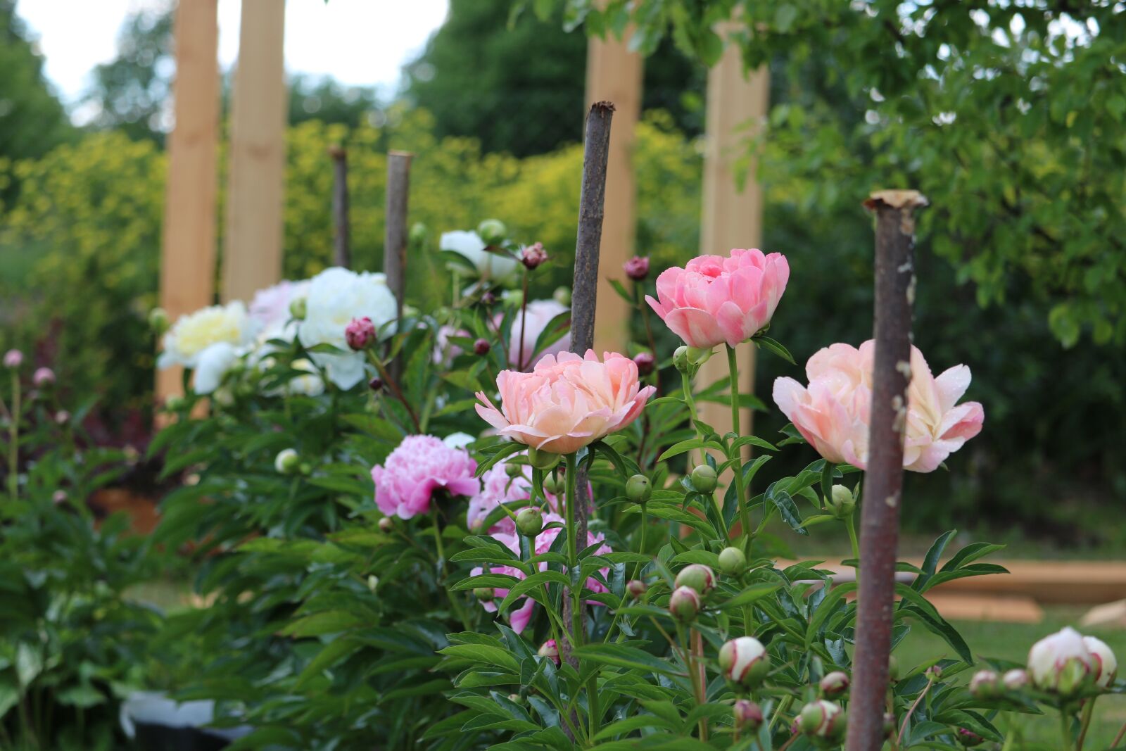 Canon EOS 750D (EOS Rebel T6i / EOS Kiss X8i) sample photo. Flowers, peony, pink photography