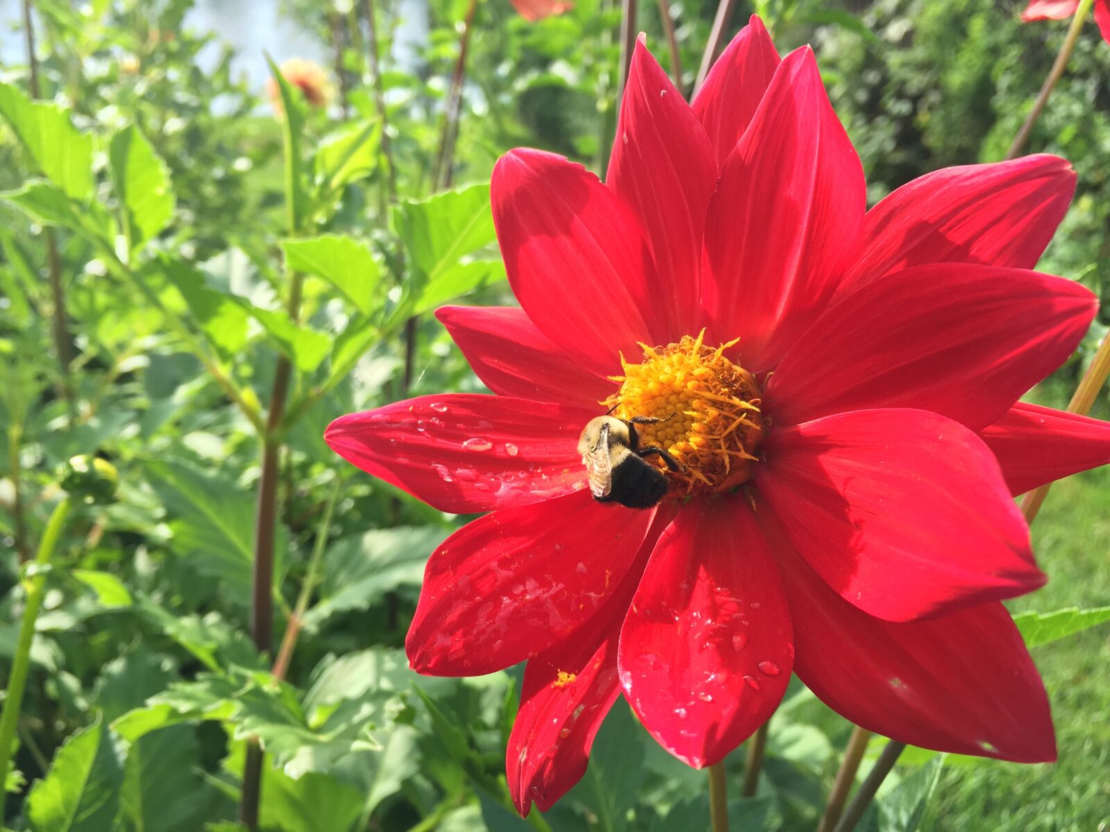 Apple iPhone 6s Plus sample photo. Dahlia, hybrid, red photography