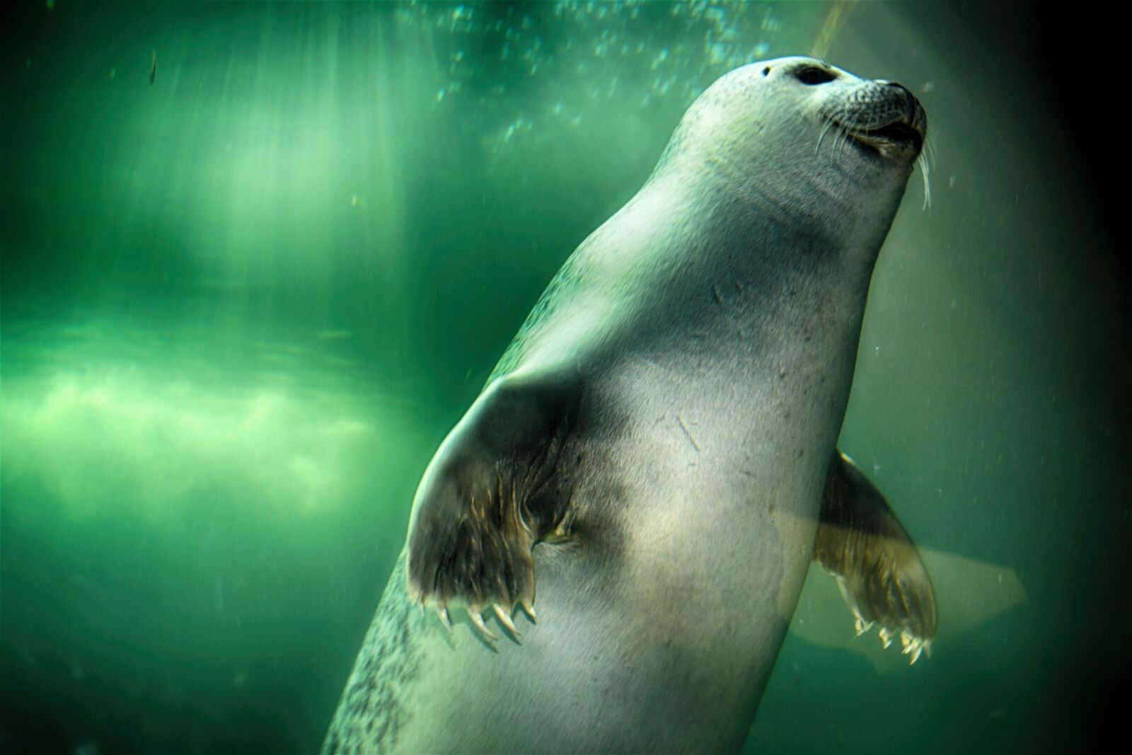 Nikon D5200 sample photo. Robbe, seal, swim photography