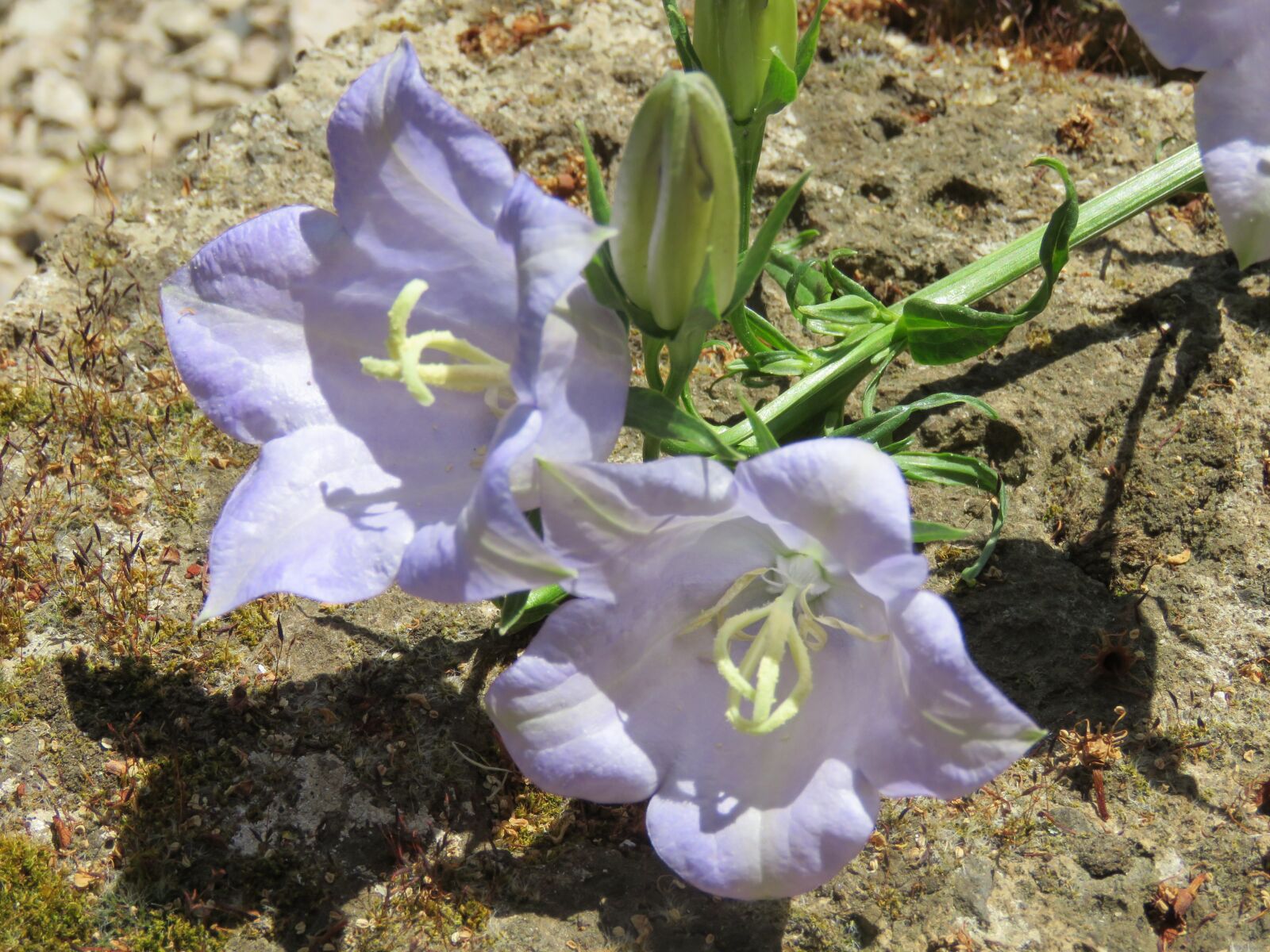 Canon PowerShot SX60 HS sample photo. Campanula, flower, plant photography