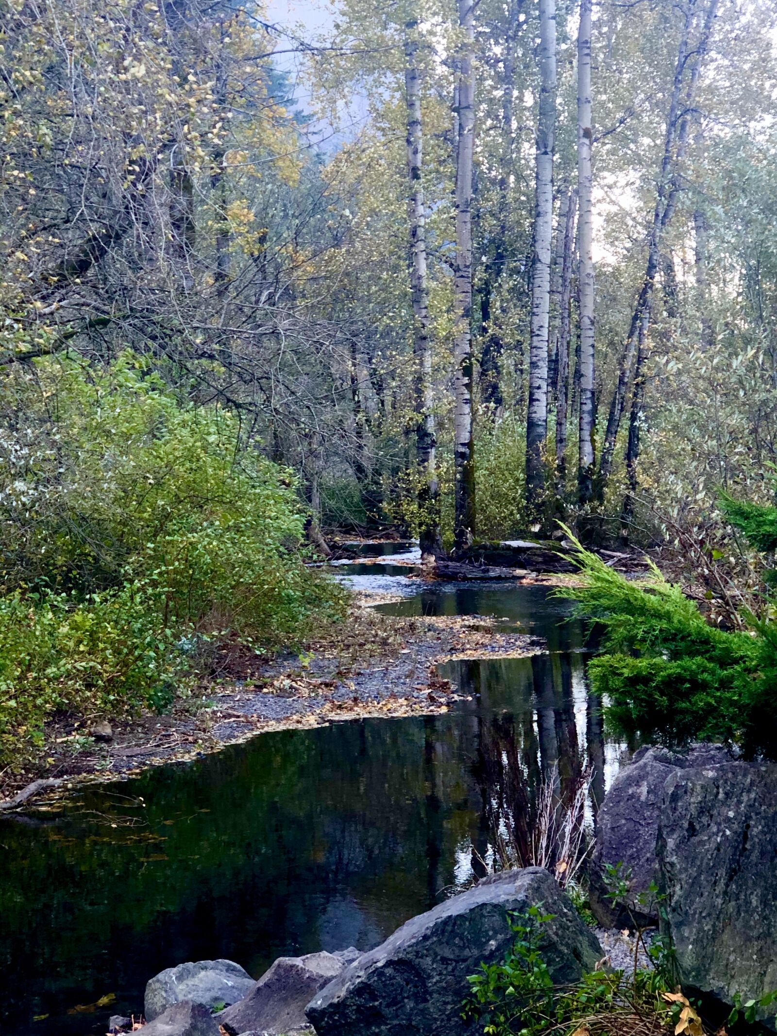 Apple iPhone X sample photo. Nature, trees, stream photography