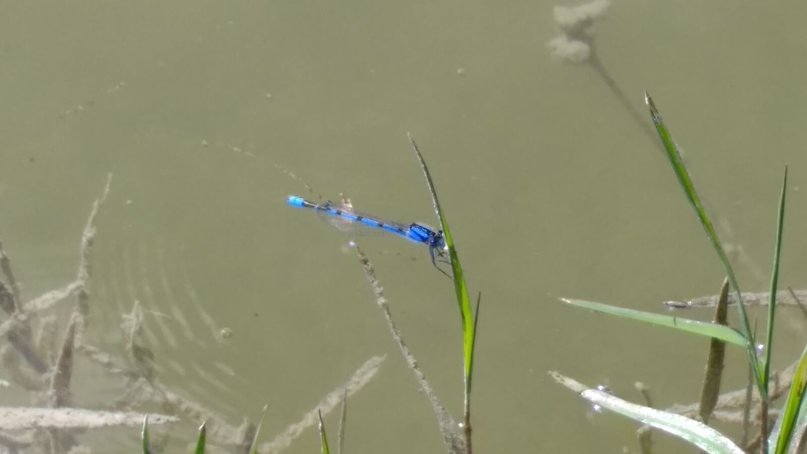 Motorola Moto G (4) sample photo. Dragonfly, nature, insect photography