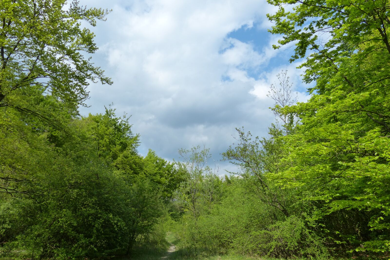 Panasonic Lumix DMC-FZ150 sample photo. By looking, sky, clouds photography