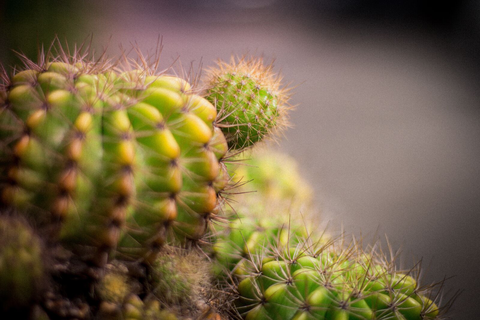 Canon EOS 700D (EOS Rebel T5i / EOS Kiss X7i) sample photo. Cylinder diamond, plant, plants photography