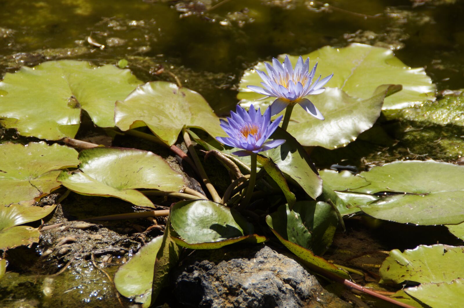 Sony SLT-A58 sample photo. Water lilies, nuphar, purple photography
