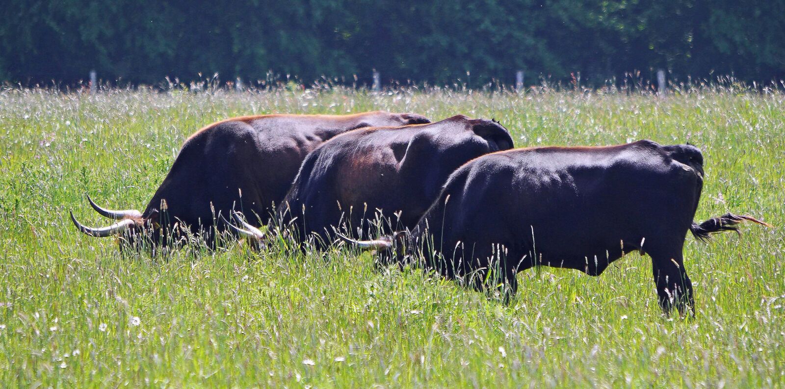 Panasonic Lumix DMC-GH3 sample photo. Cattle, cow, farm, pasture photography