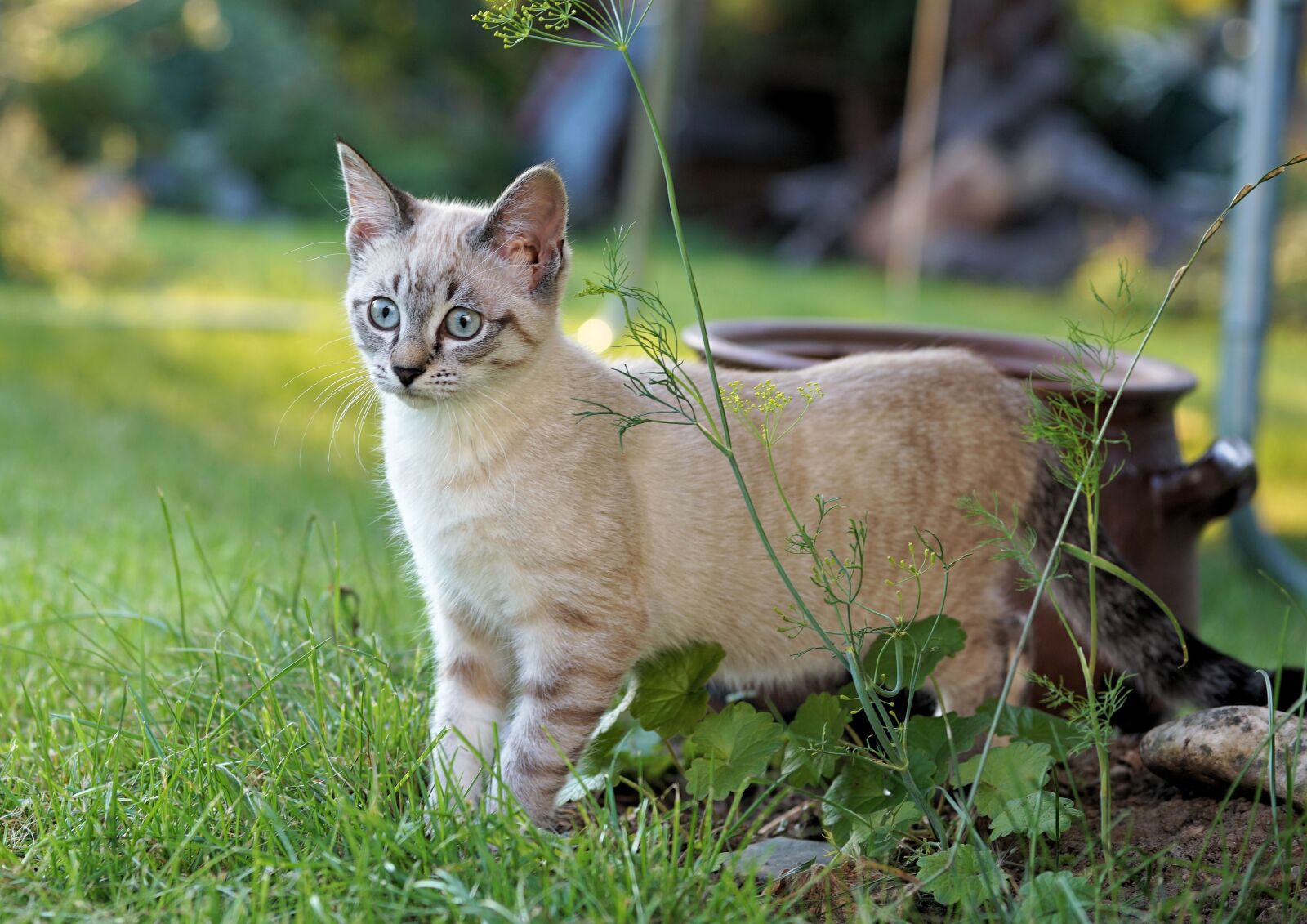 Sony a6000 + E 60mm F2.8 sample photo. Cat, garden, pet photography