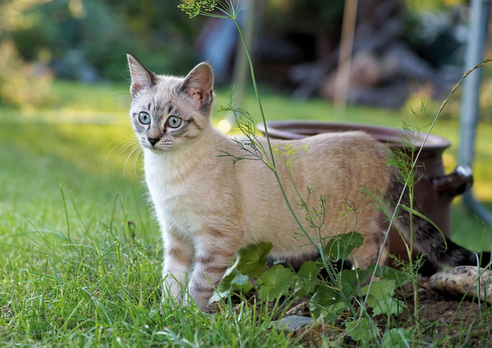 Sony a6000 sample photo. Cat, garden, pet photography