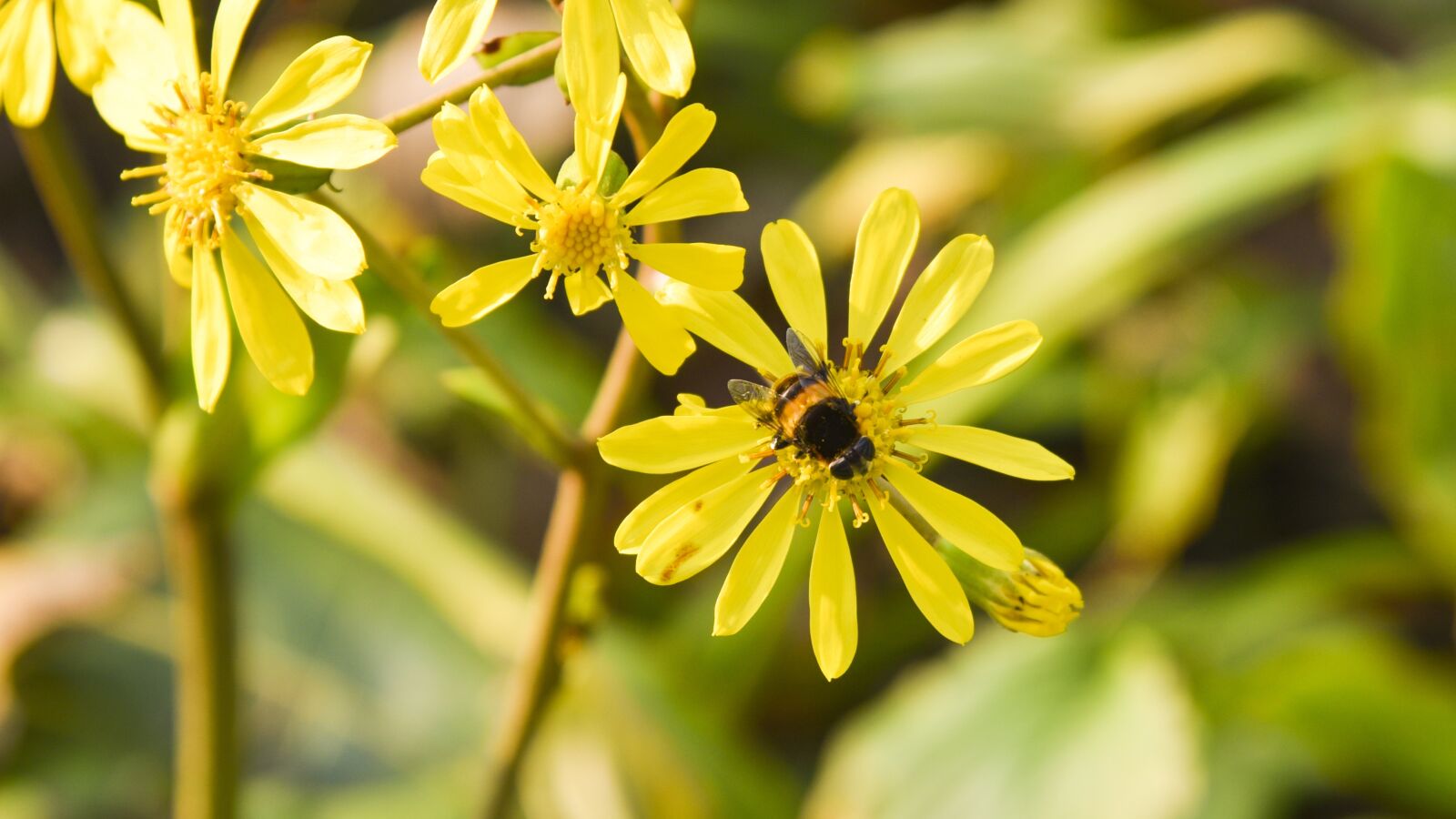 Nikon D750 sample photo. Bee, animal, flowers photography