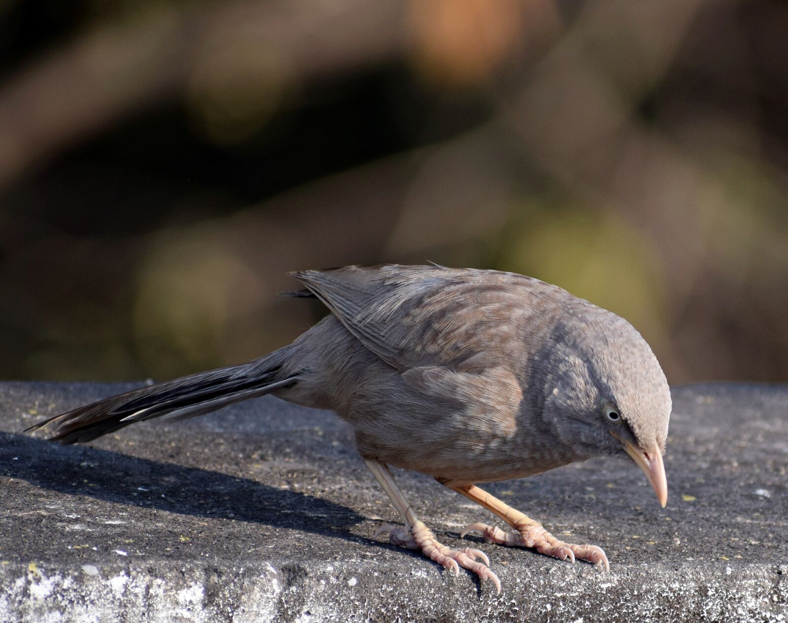 Nikon D3300 sample photo. Bird, sitting, nature photography
