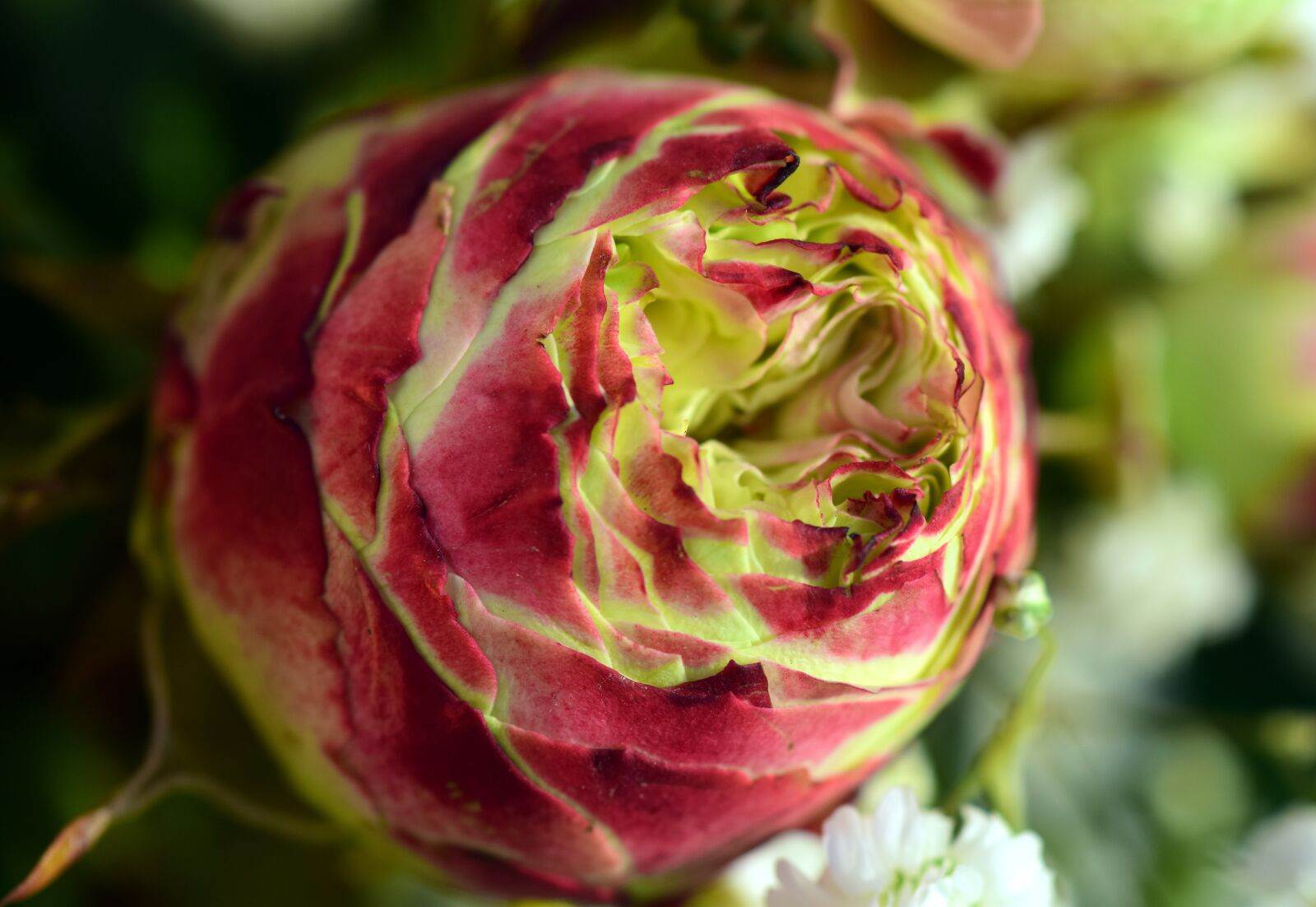Nikon D3300 sample photo. Flower, rose, round photography