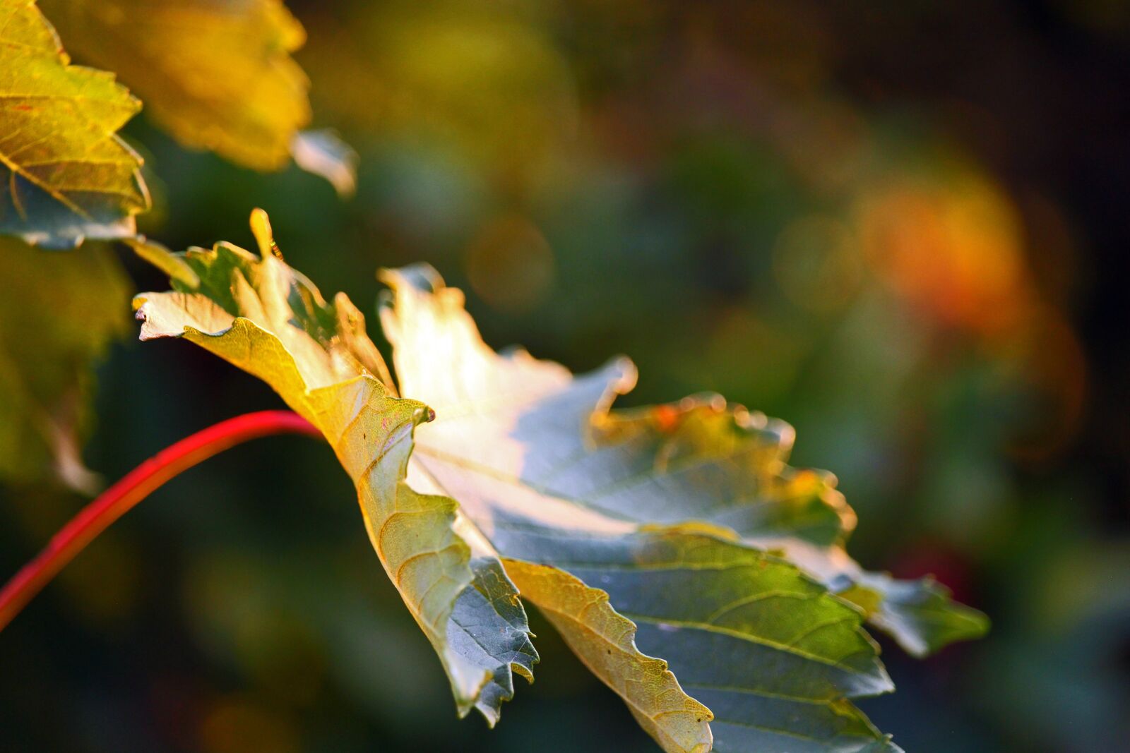 Canon EF-S 55-250mm F4-5.6 IS STM sample photo. Maple leaf, fall foliage photography